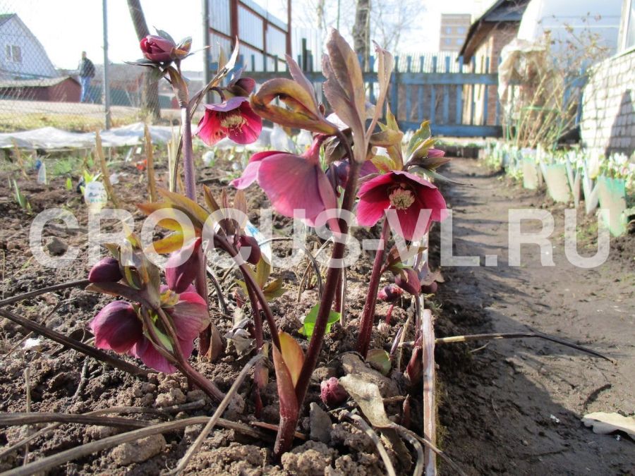 Изображение товара: Морозник красноватый