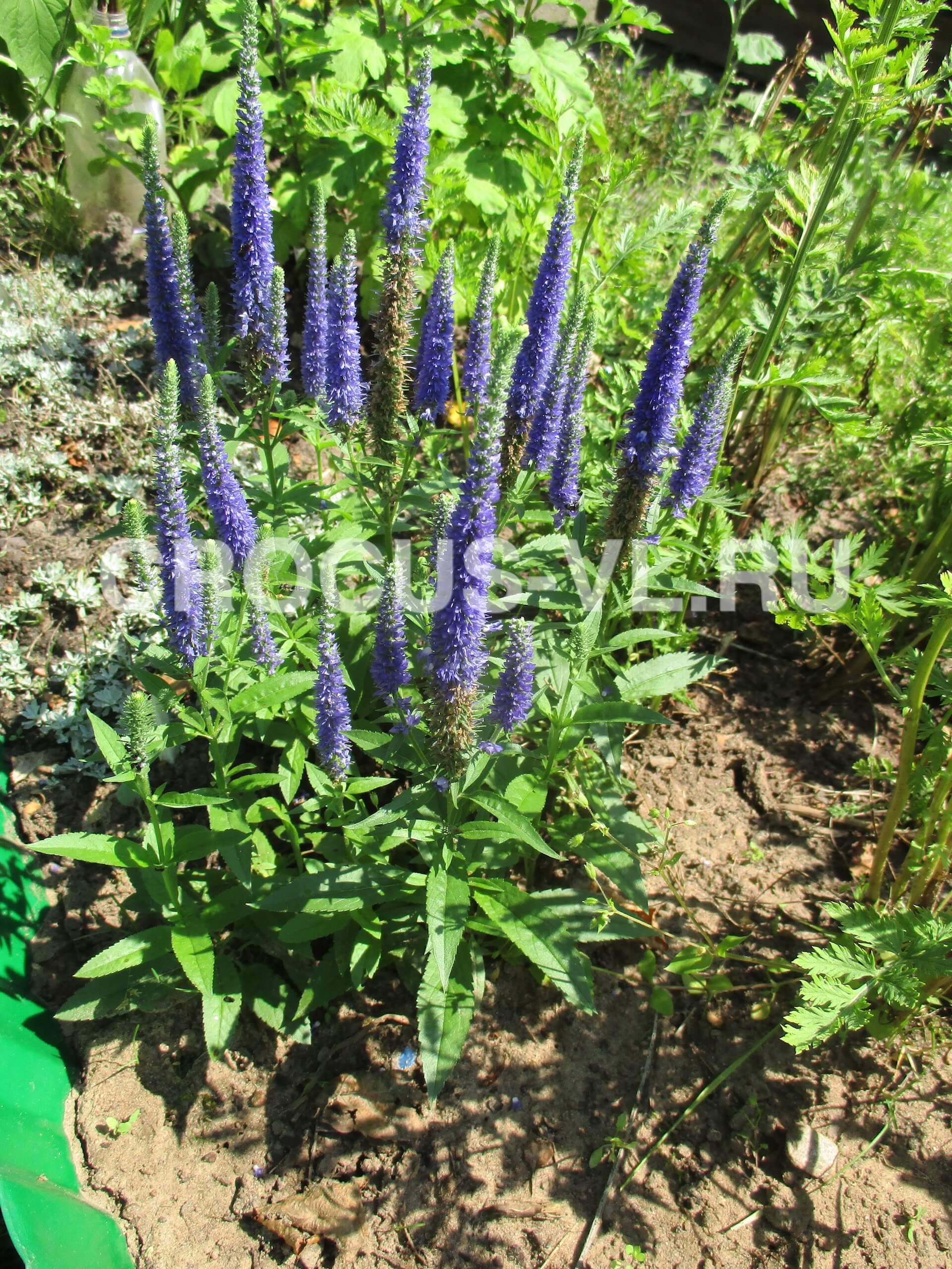 Изображение товара: Вероника колосковая «Ulster Blue Dwarf»