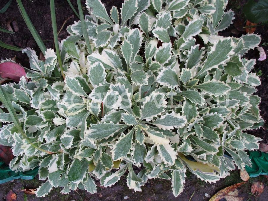 Изображение товара: Арабис кавказский «Variegata»