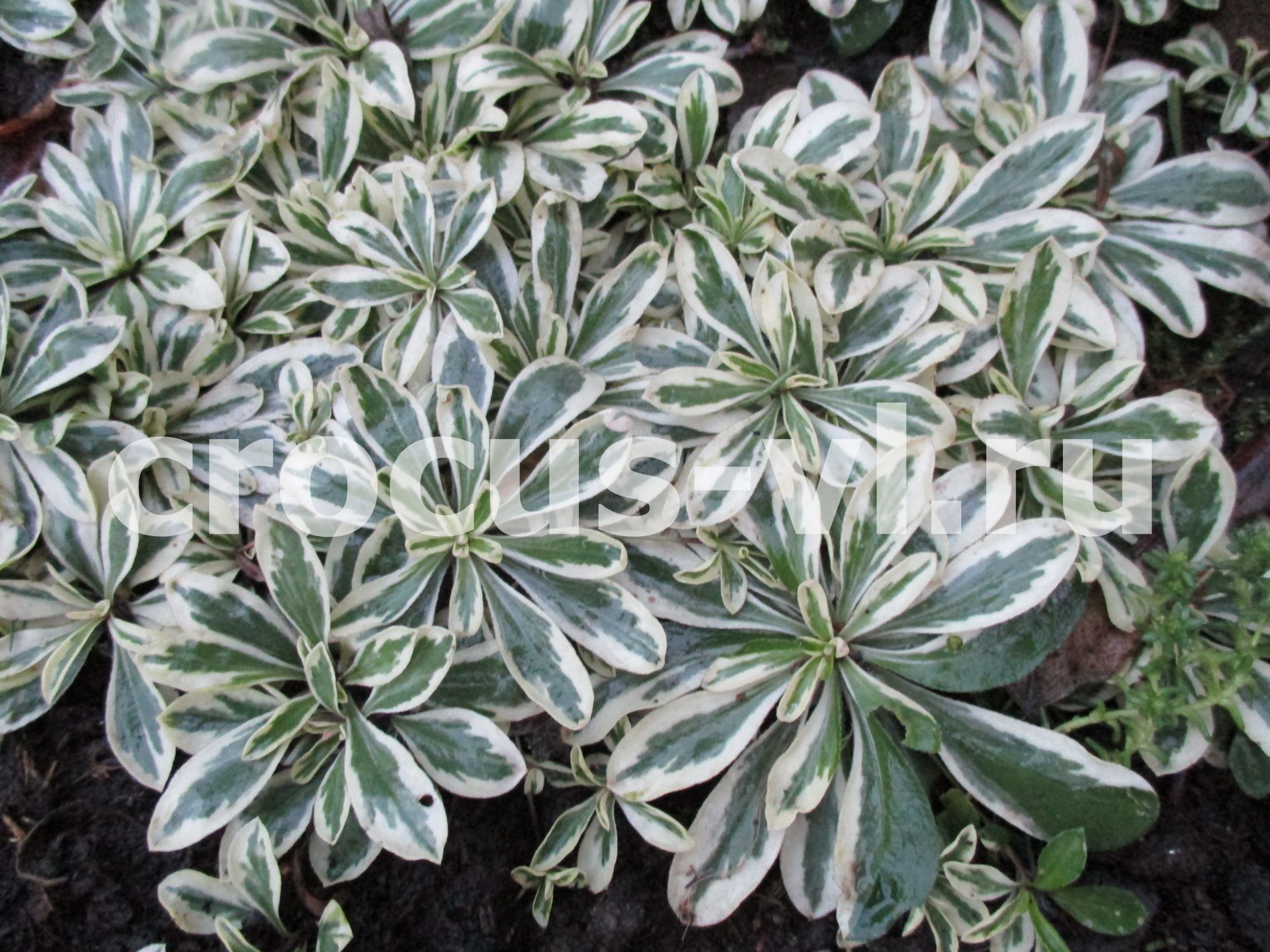 Изображение товара: Арабис Фердинанда Кобургского «Variegata»