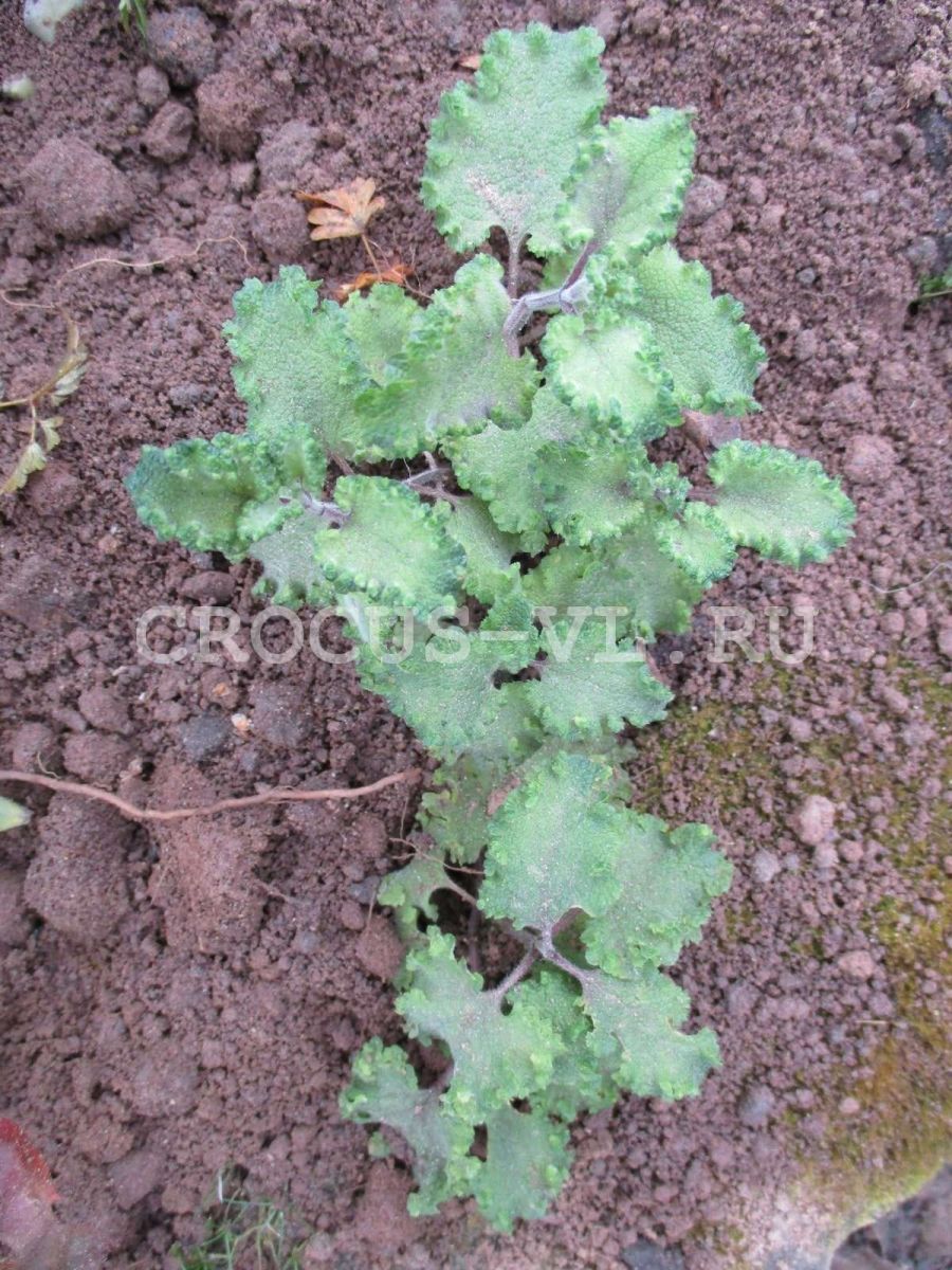 Изображение товара: Дубровник шалфейный «Crispum Marginatum»