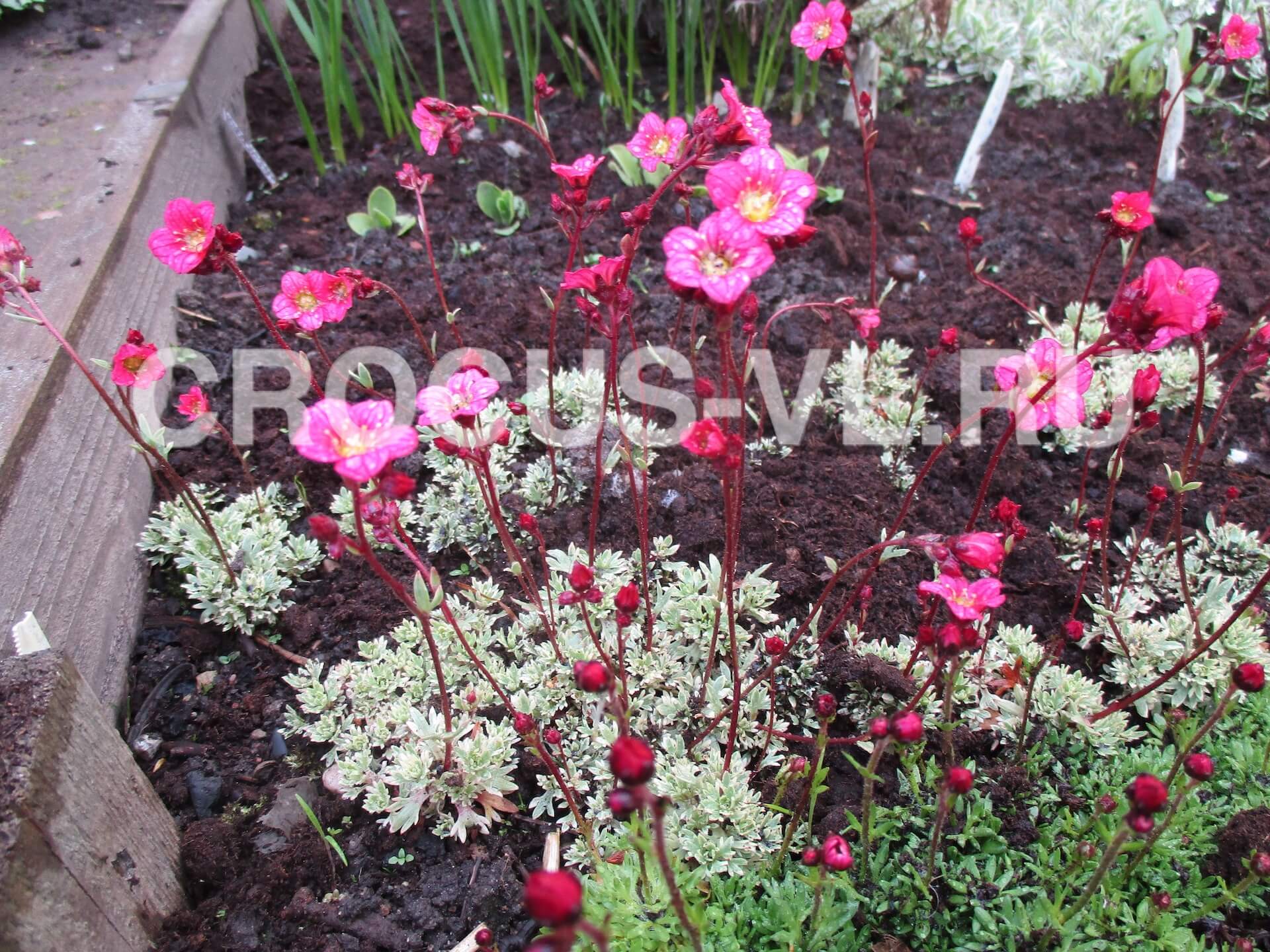 Изображение товара: Камнеломка Арендса «Variegata»