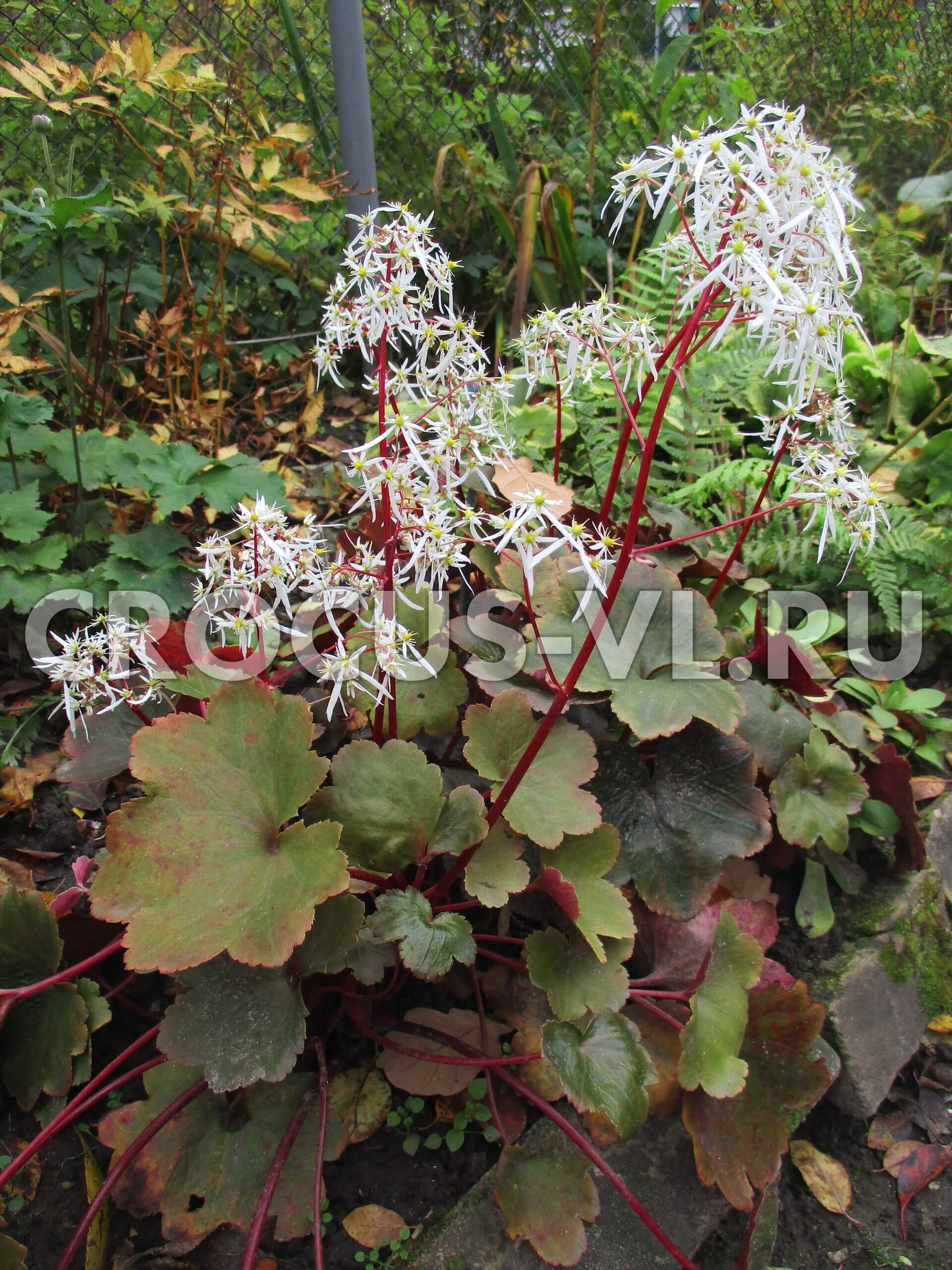 Изображение товара: Камнеломка кортузолистная «Rubrifolia»
