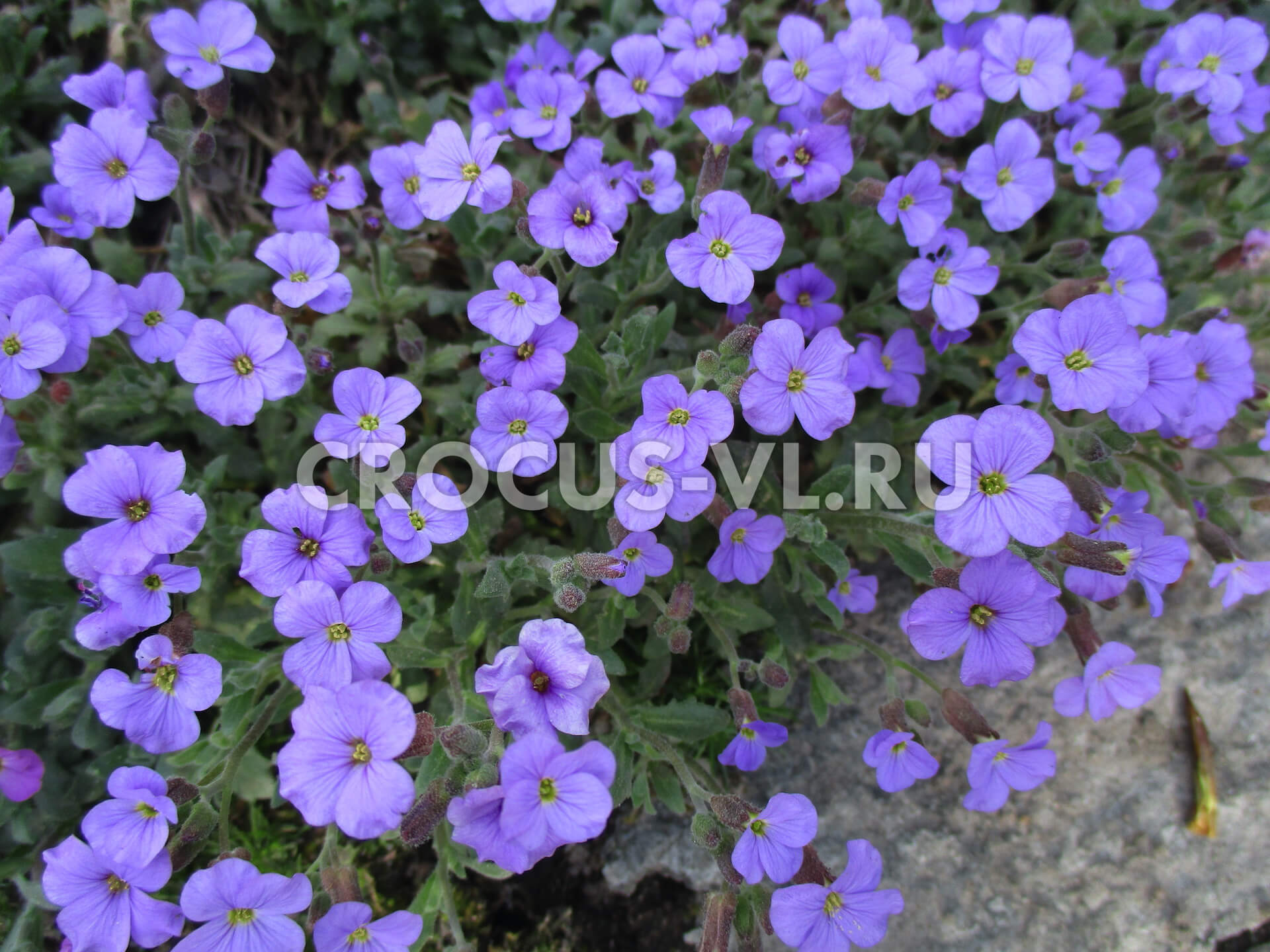Изображение товара: Обриета гибридная «Royal Violet»
