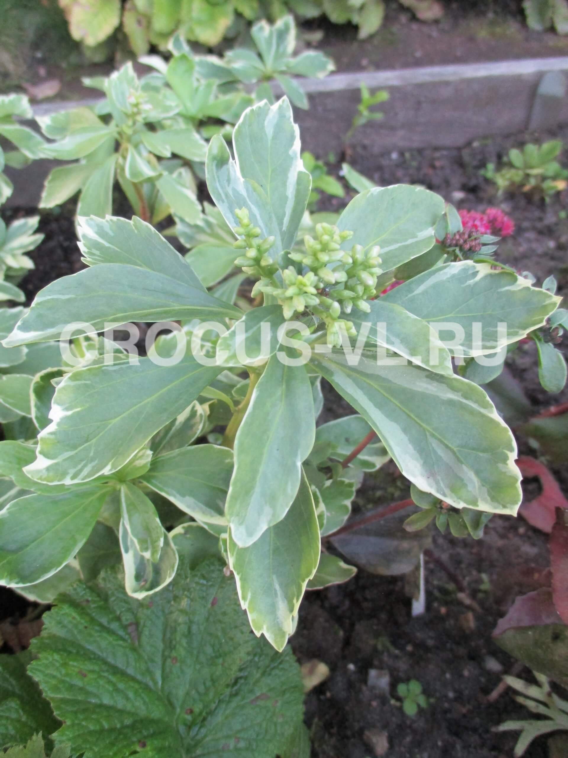 Изображение товара: Пахизандра верхушечная «Variegata»