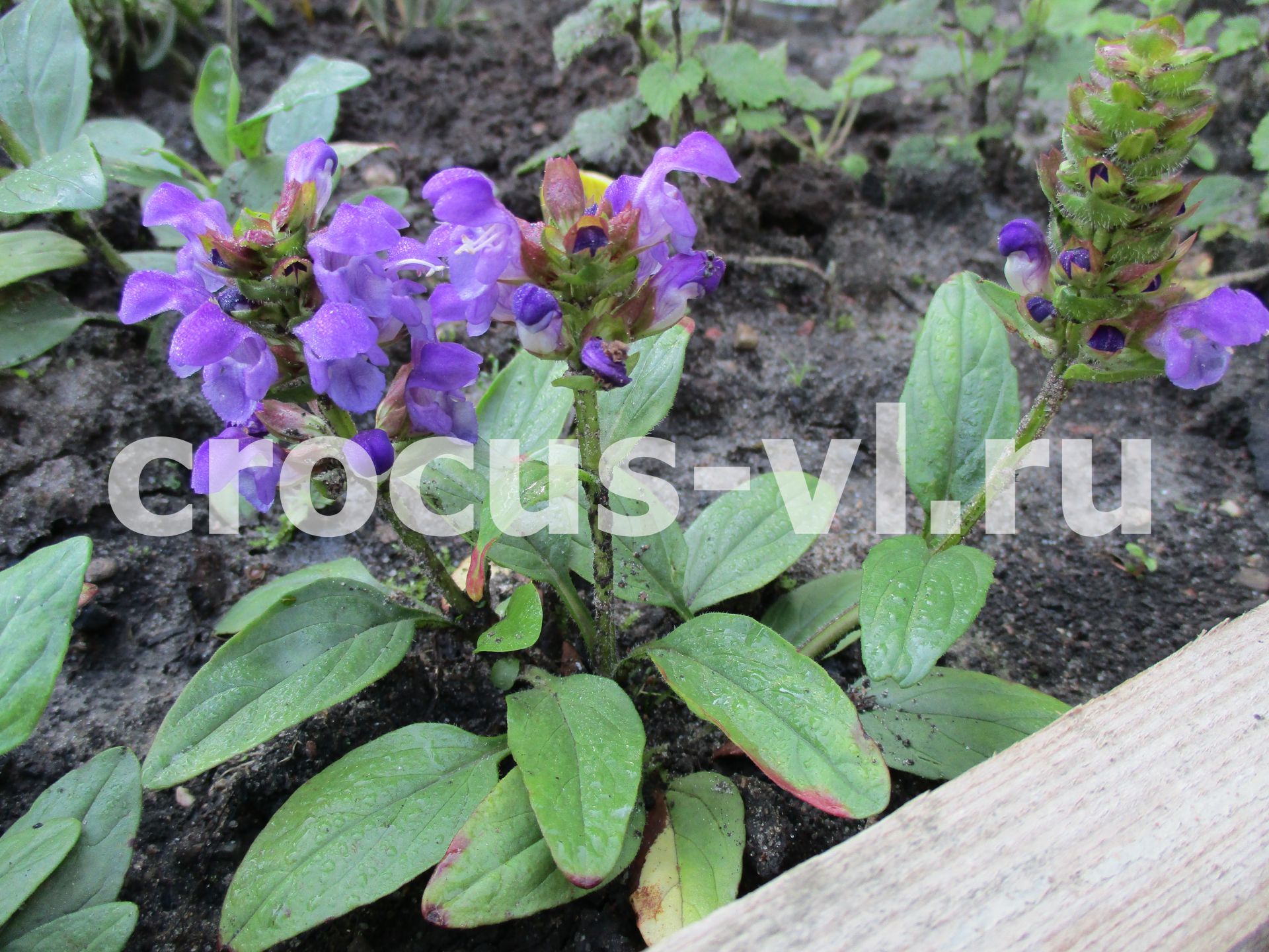 Изображение товара: Прунелла крупноцветковая «Bella Violet Blue»