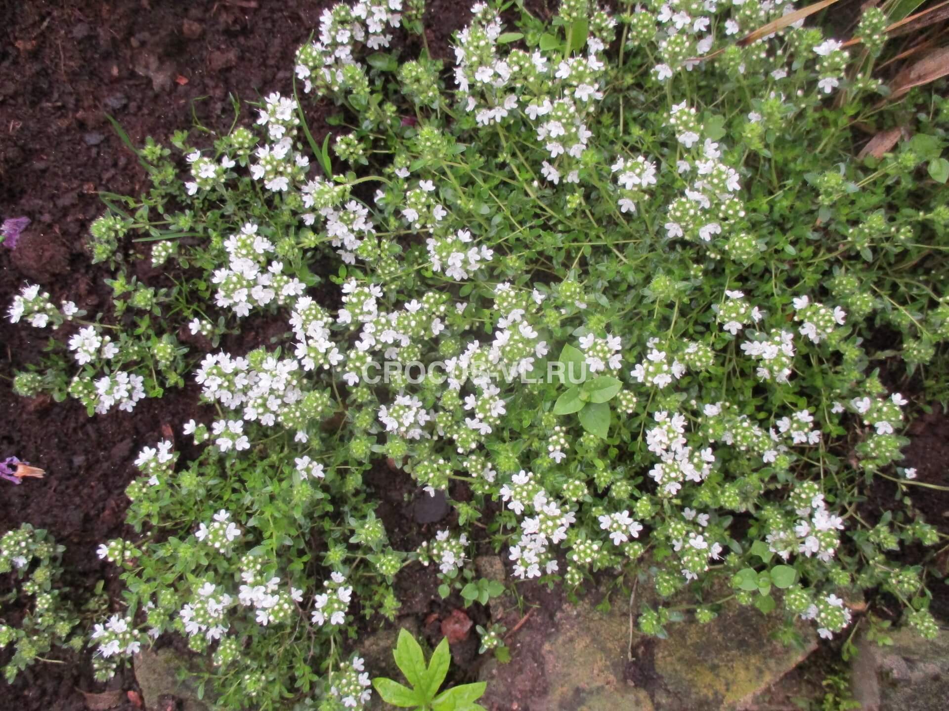 Изображение товара: Тимьян ранний «Albiflorus»