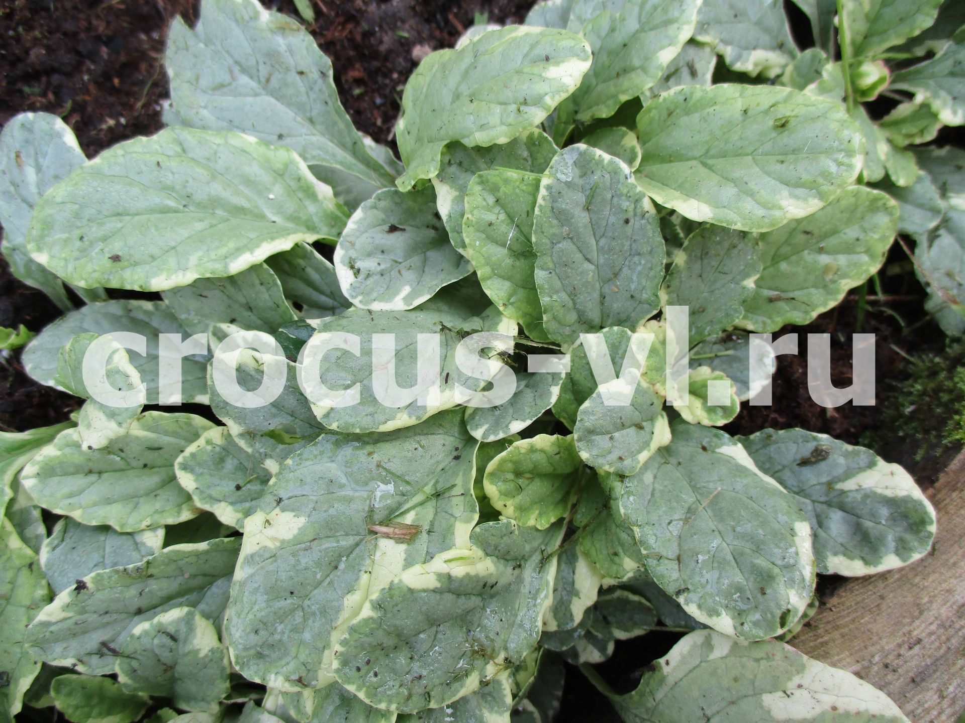 Изображение товара: Живучка ползучая «Variegata»