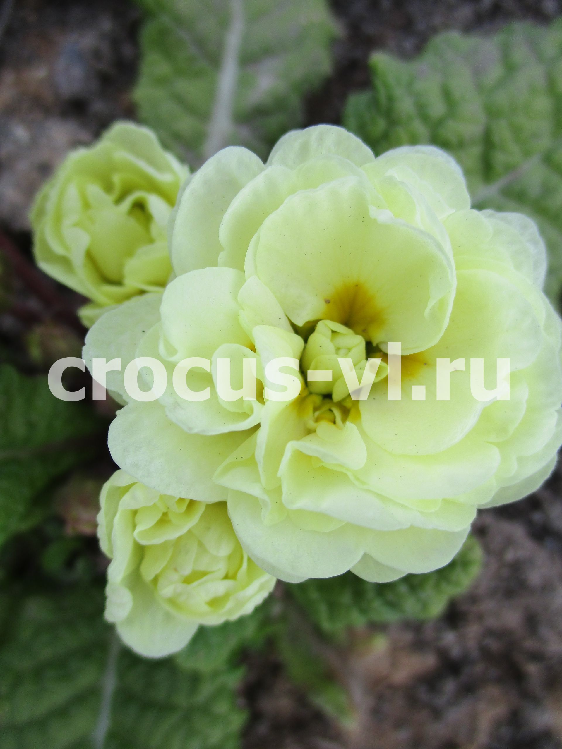 Изображение товара: Примула бесстебельная «Belarina Cream»