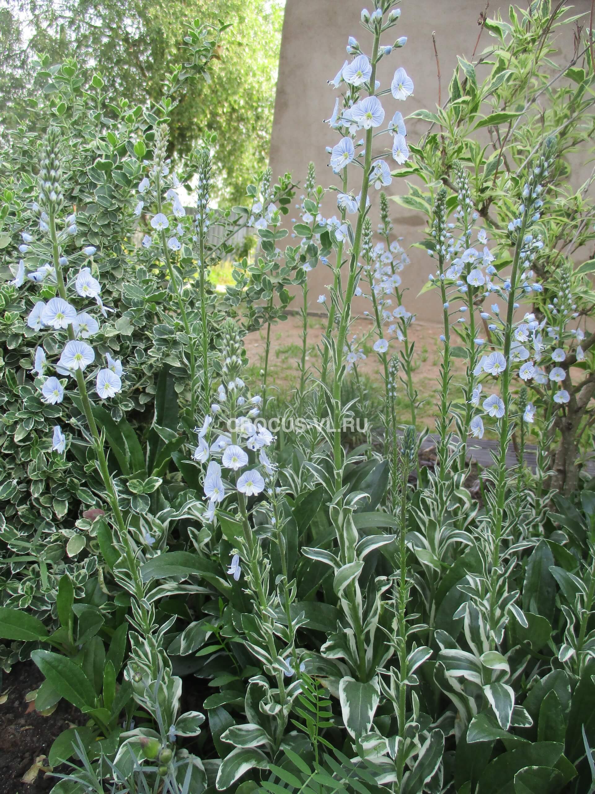 Вероника горечавковая «Variegata»: купить недорого с доставкой — Крокус-ВЛ