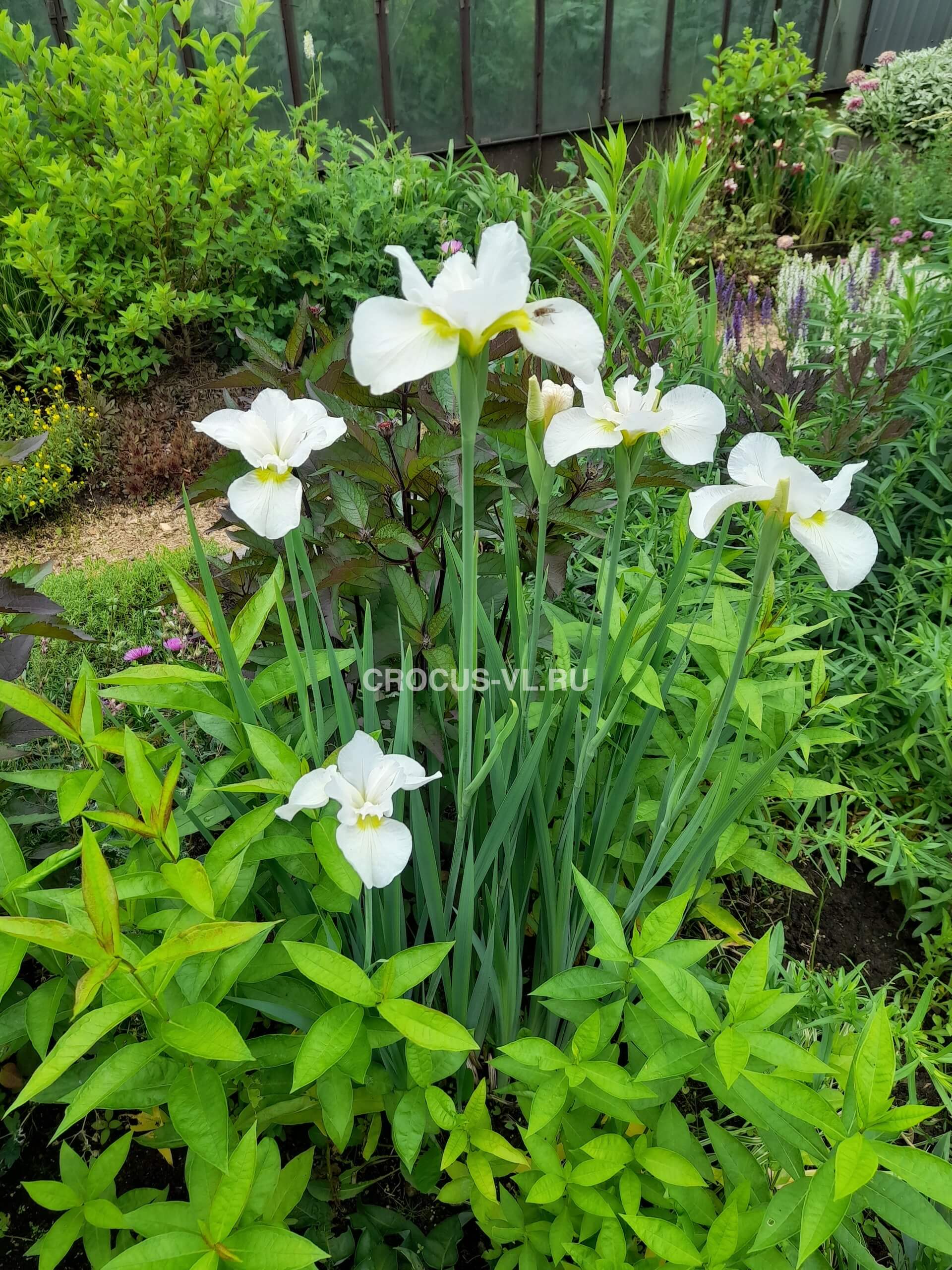 Уход за сибирскими ирисами