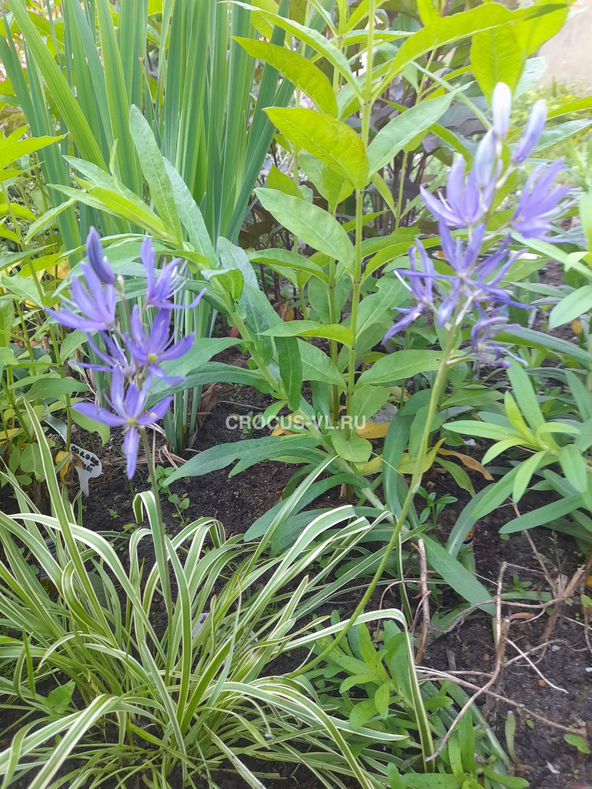 камассия посадка и уход