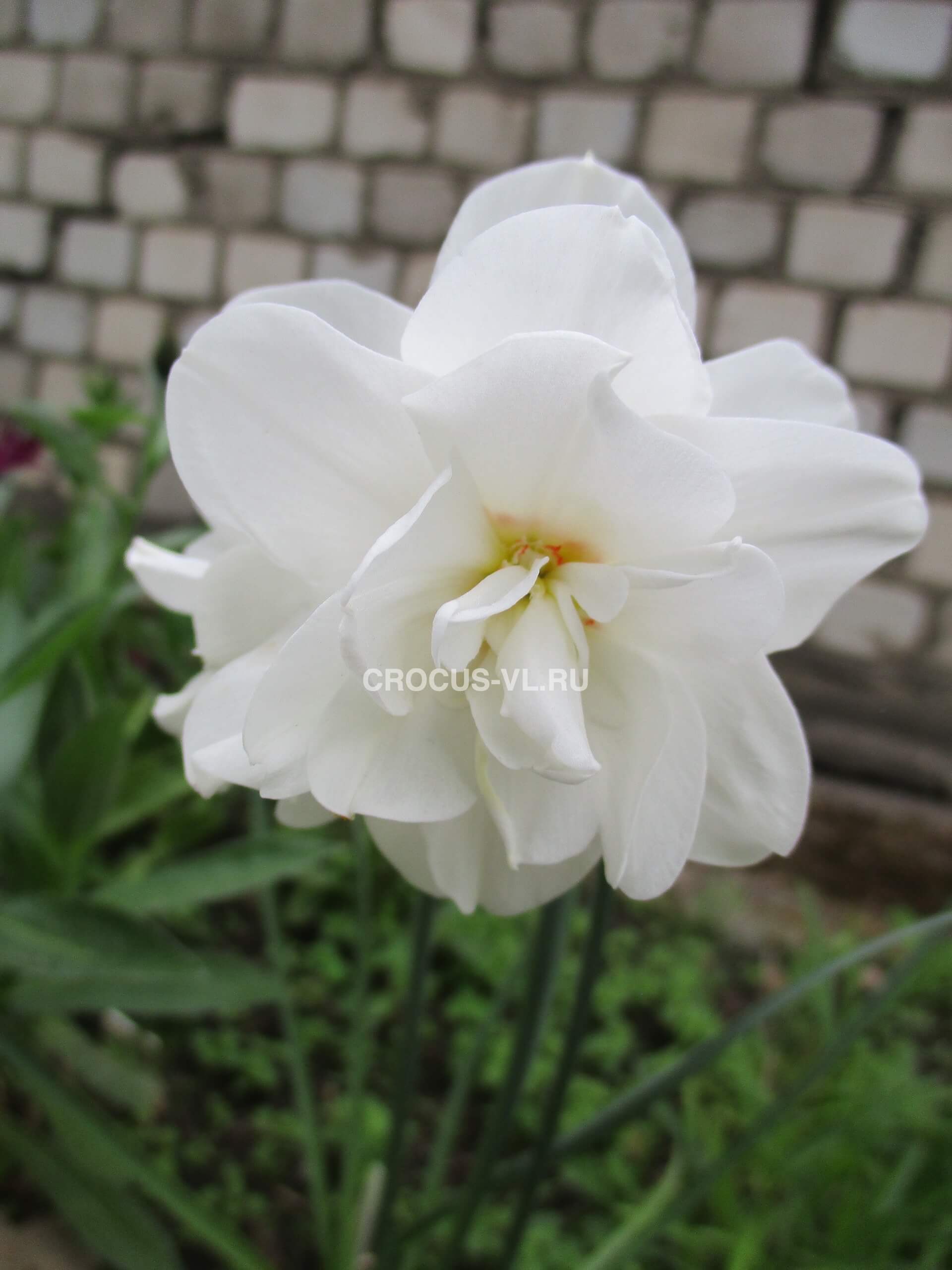 Нарцисс «Albus Plenus Odoratus»
