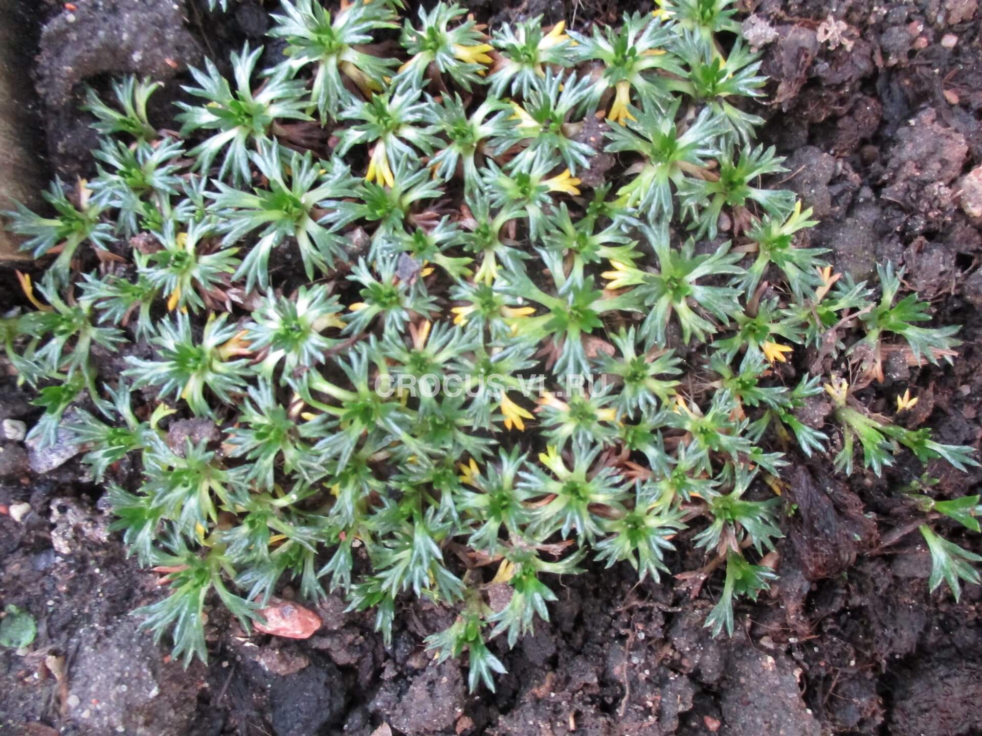 Азорелла трехвильчатая Азорелла трехвильчатая