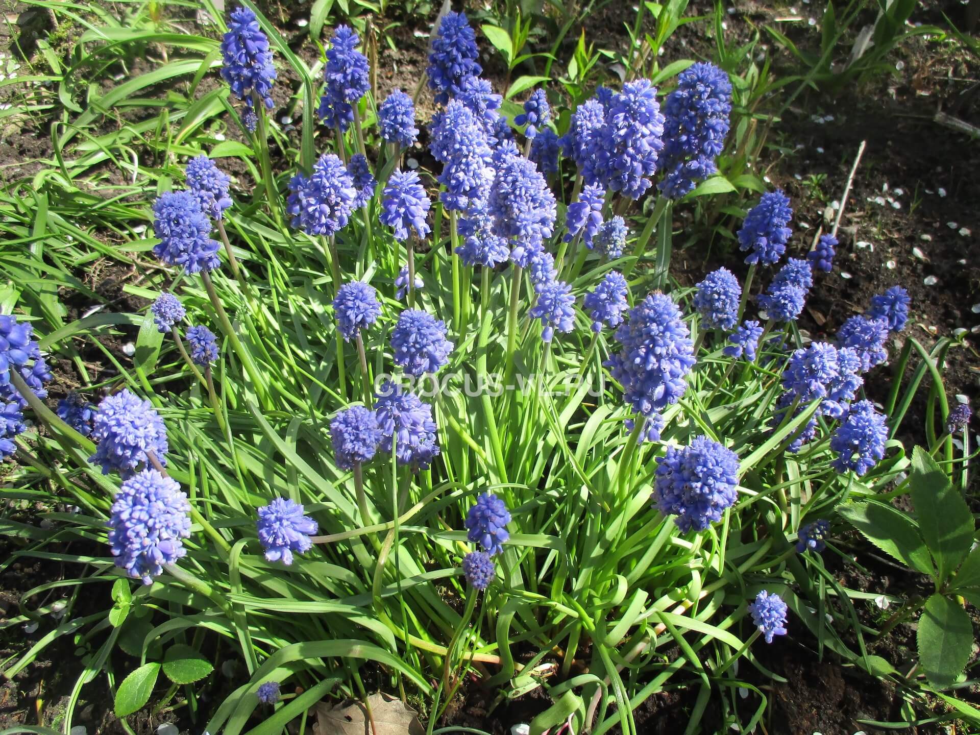 Мускари армянский «Blue Spike» Мускари армянский «Blue Spike»