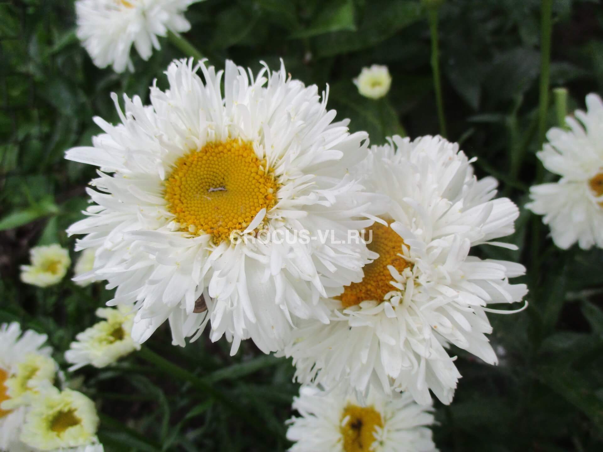 Нивяник наибольший «Crazy Daisy»