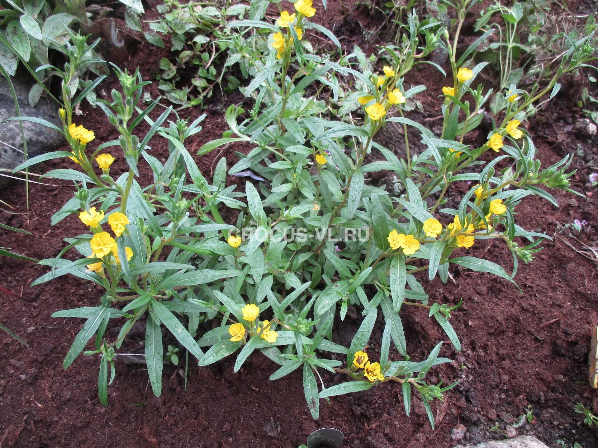 Энотера низкая