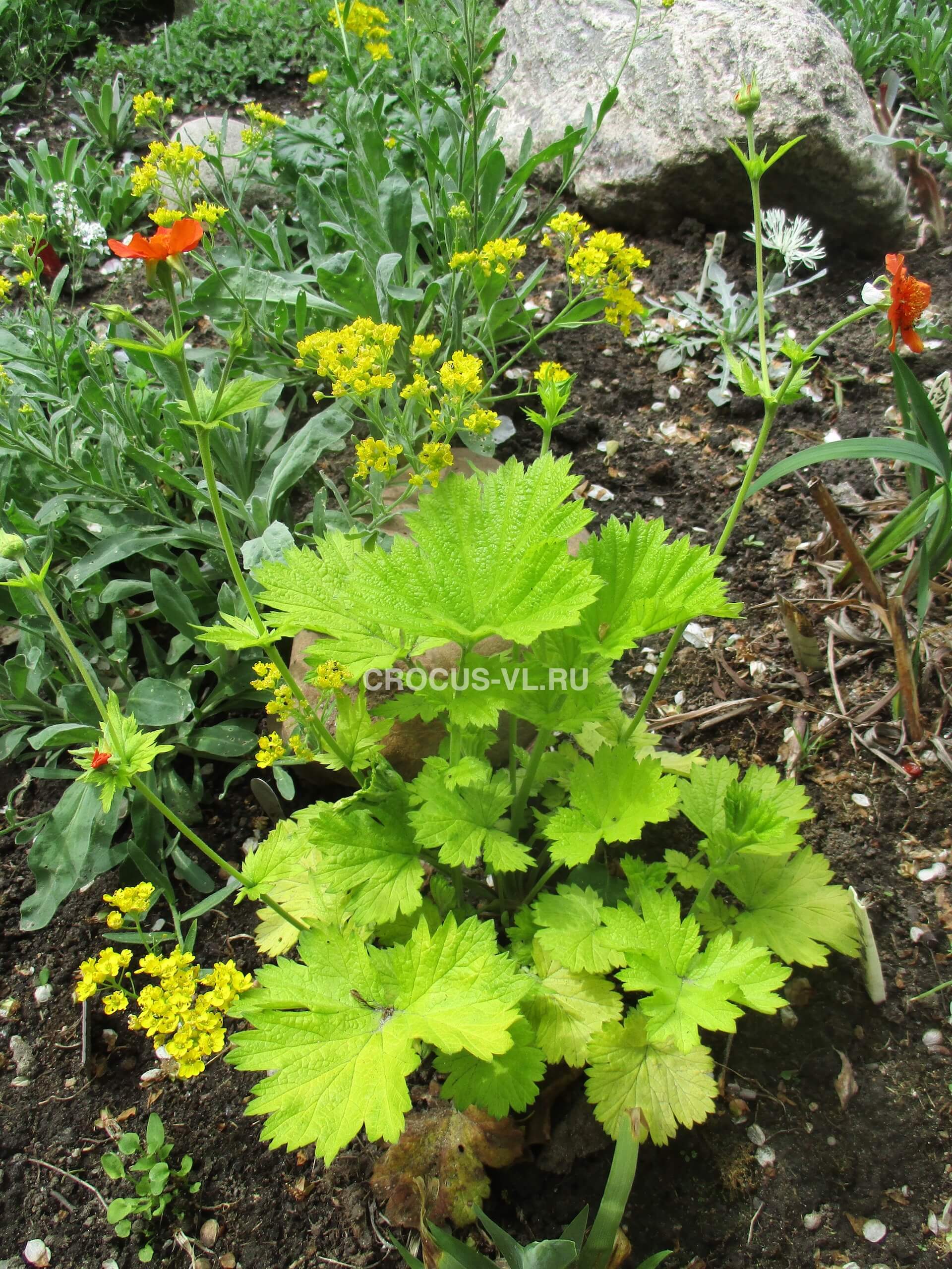 Гравилат «Eos»