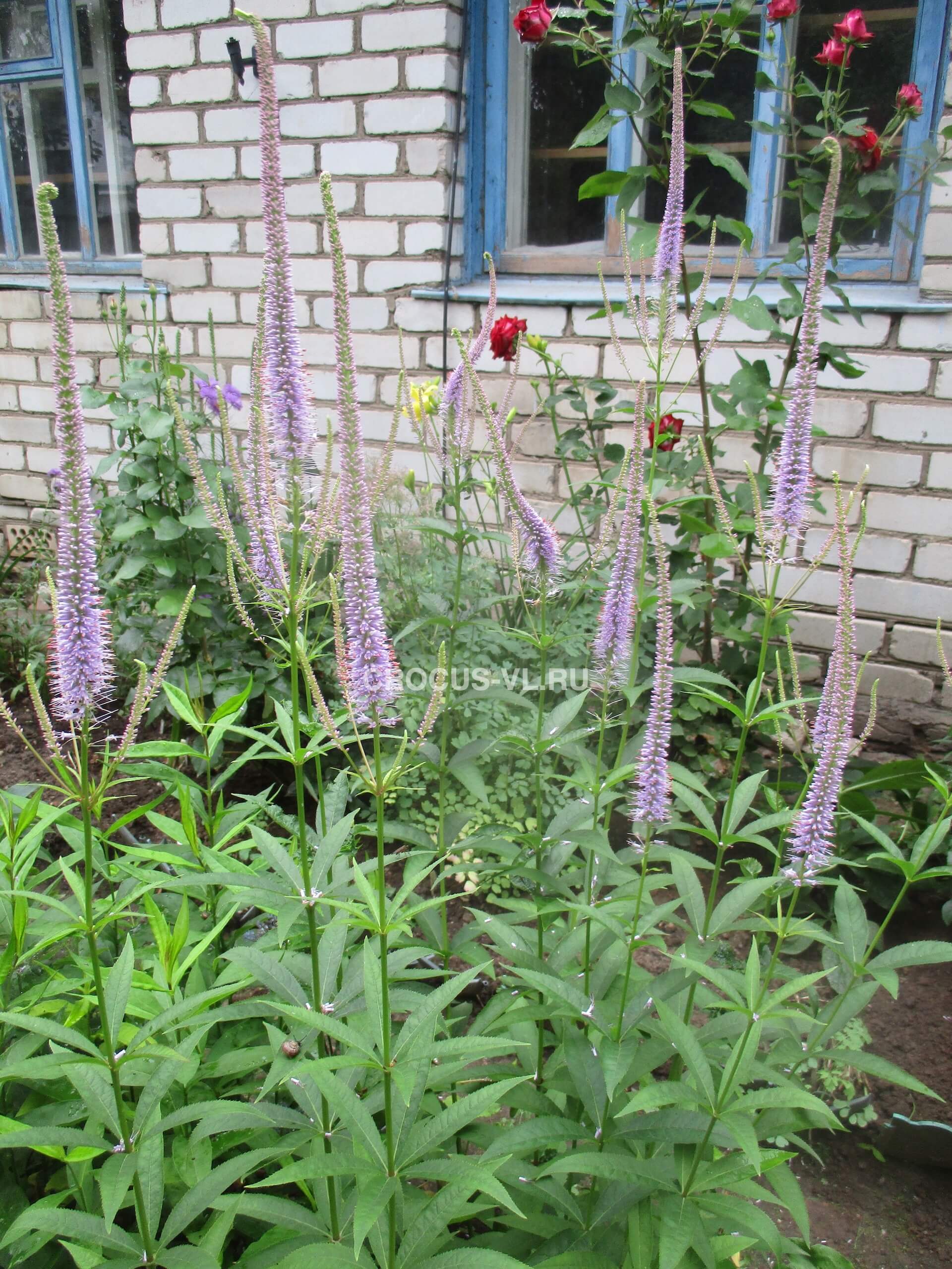 Вероникаструм виргинский «Fascination» Вероникаструм виргинский «Fascination»