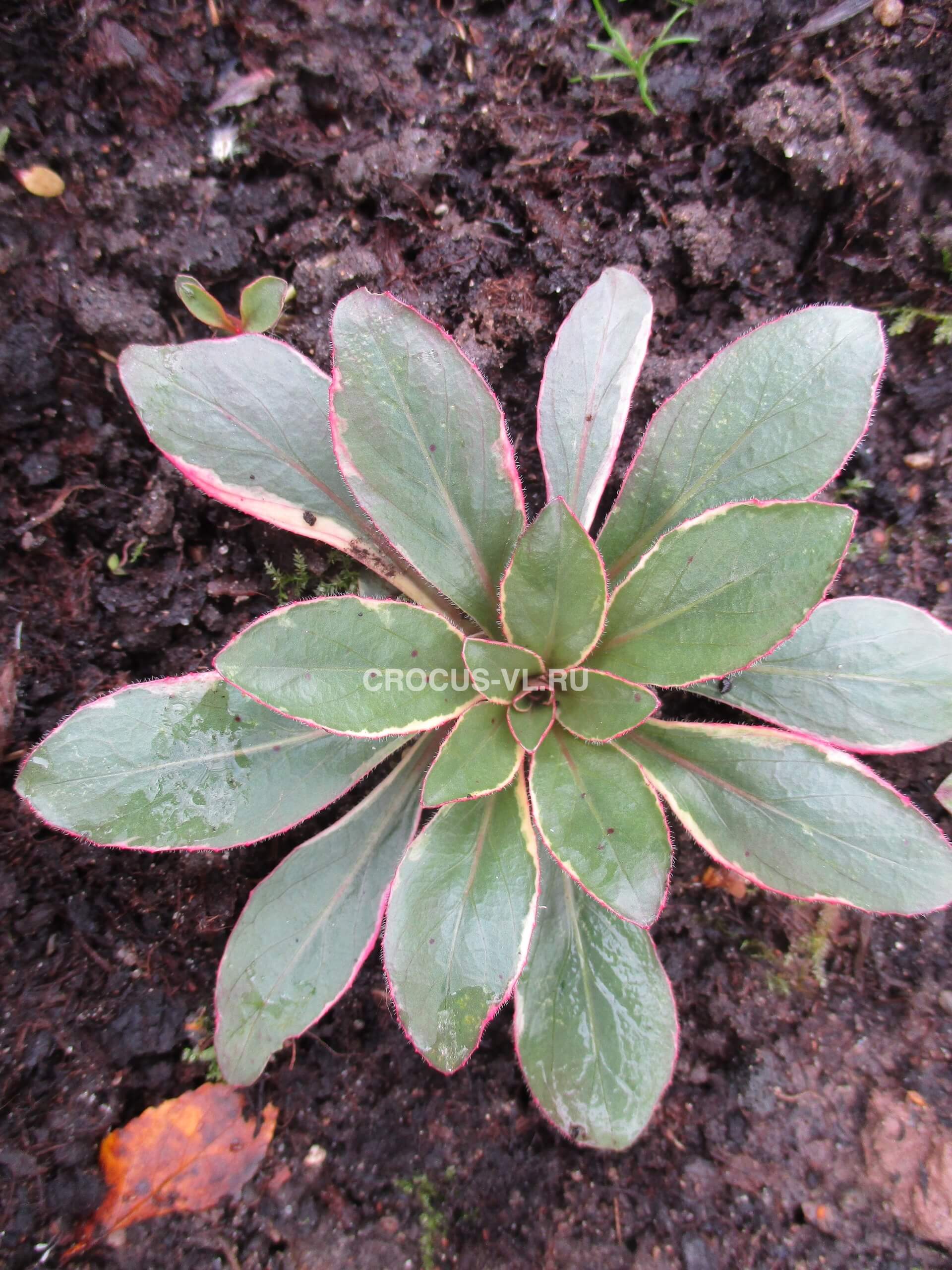 Энотера кустарниковая «Fruehlingsgold»