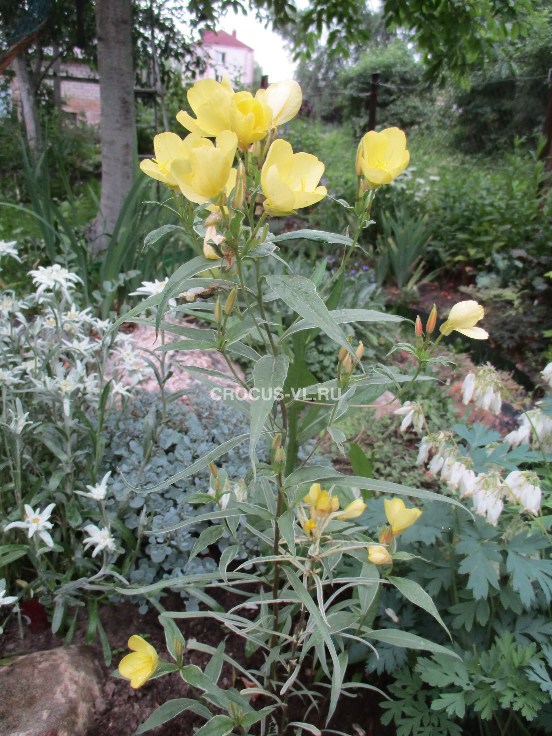 Энотера кустарниковая «Fruehlingsgold» Энотера кустарниковая «Fruehlingsgold»