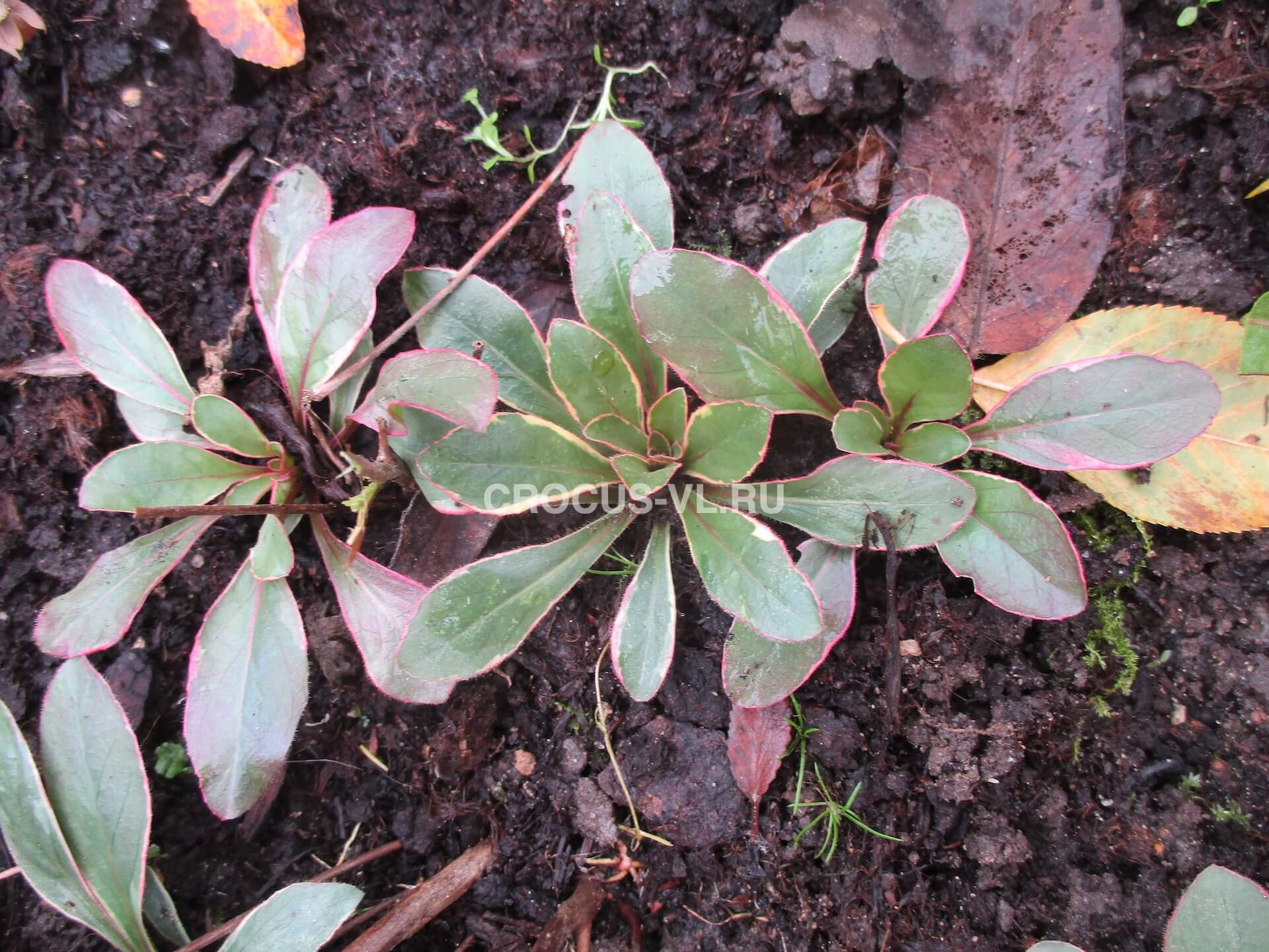 Энотера кустарниковая «Fruehlingsgold» Энотера кустарниковая «Fruehlingsgold»