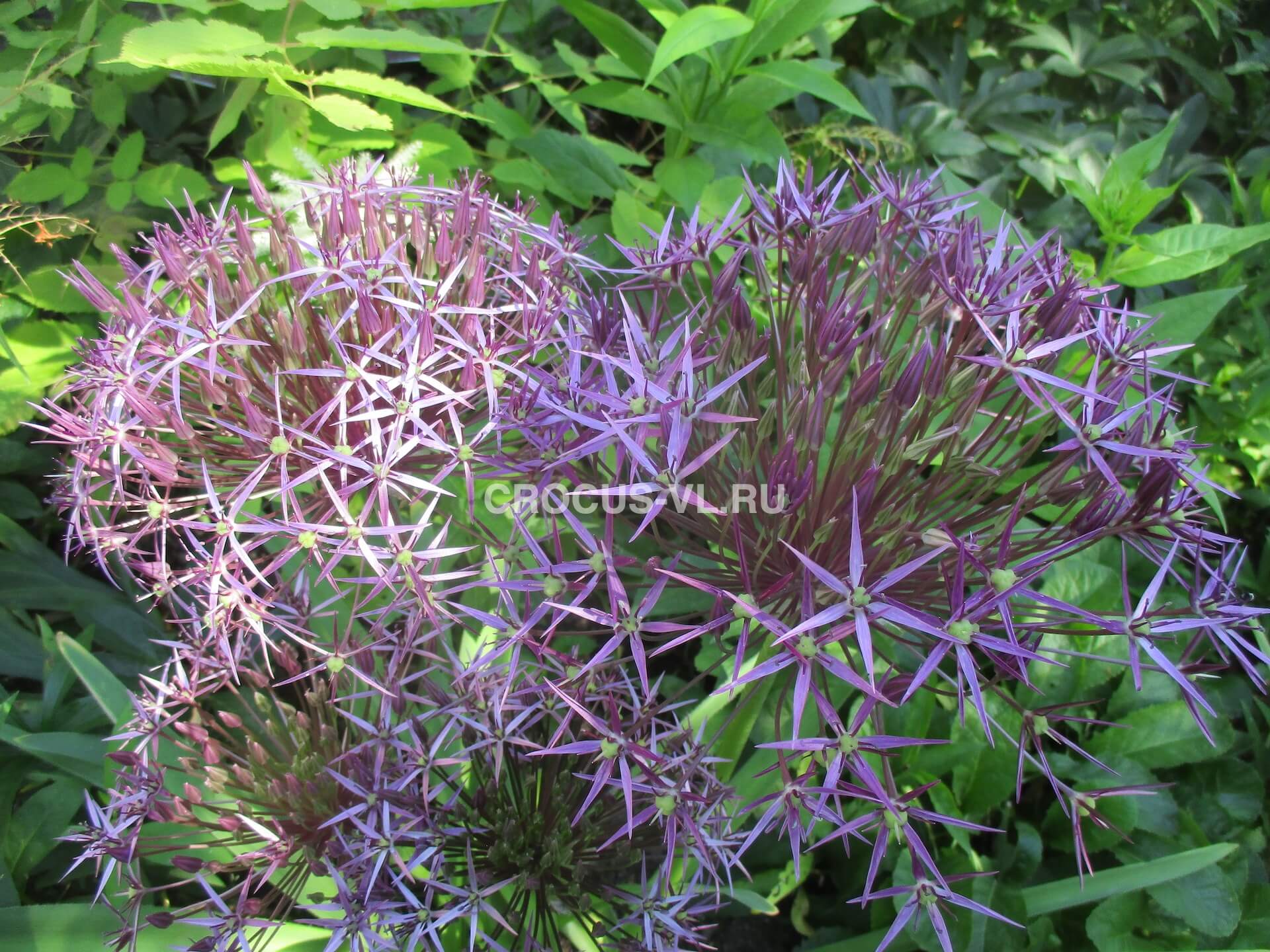 Аллиум Христофа Аллиум Христофа