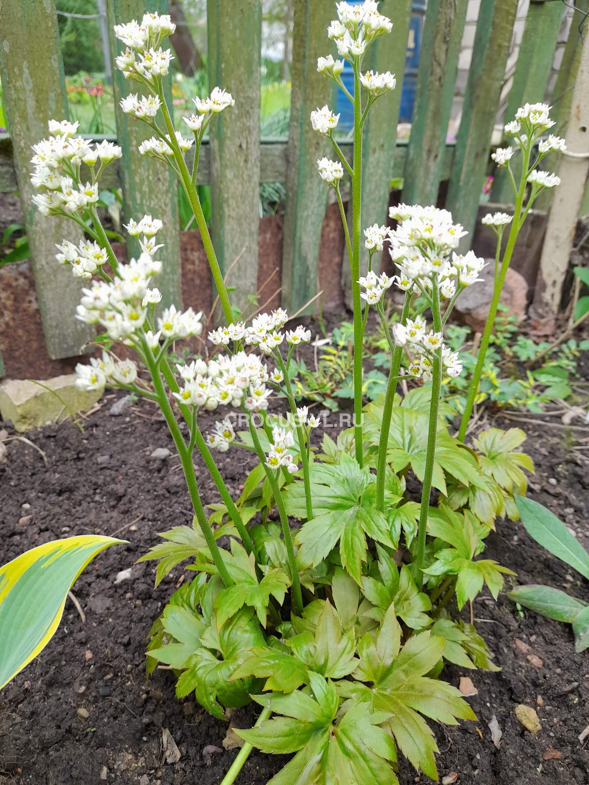 Мукдения Росси «Karasuba» Мукдения Росси «Karasuba»