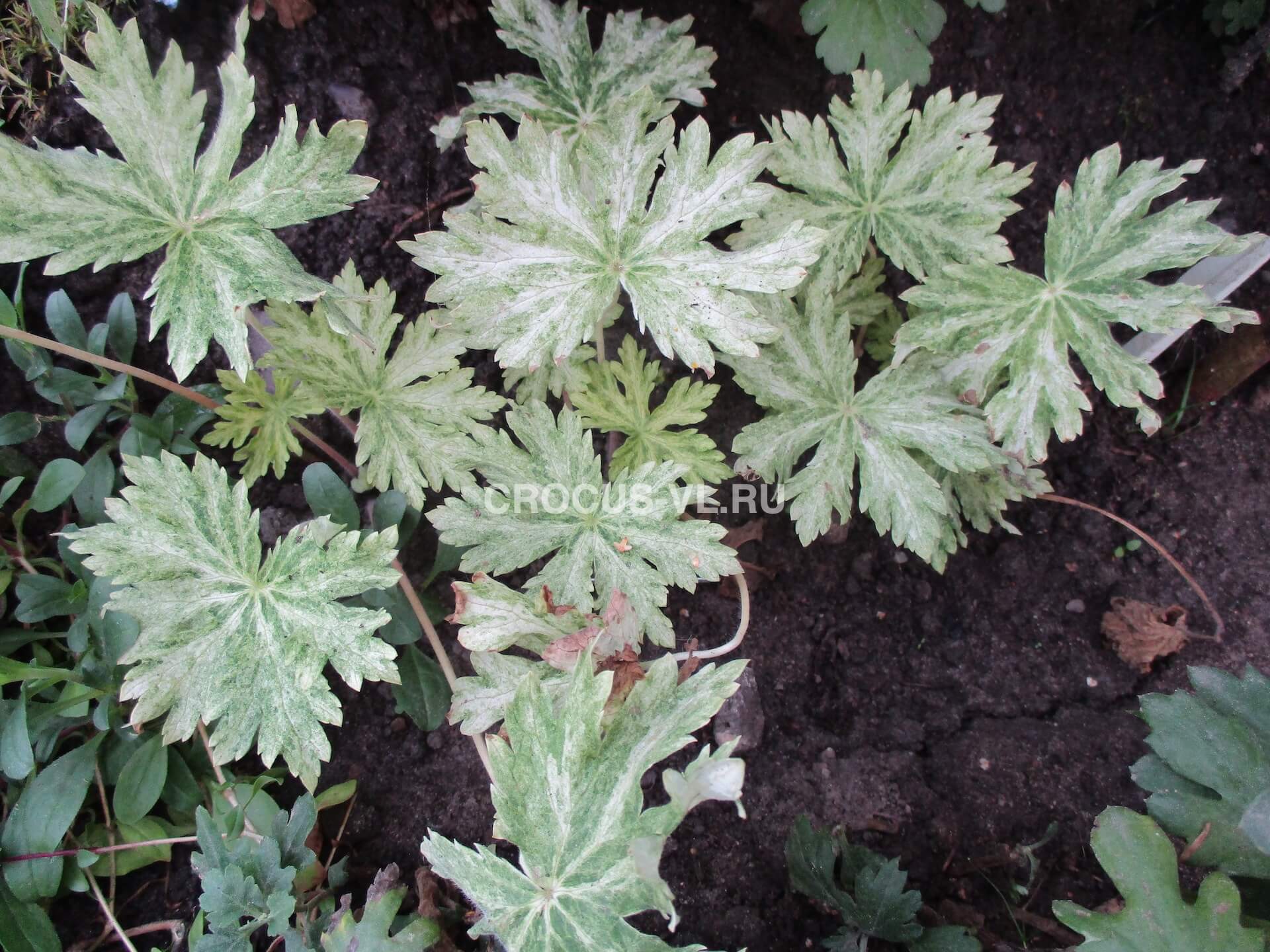 Герань темная «Margaret Wilson»