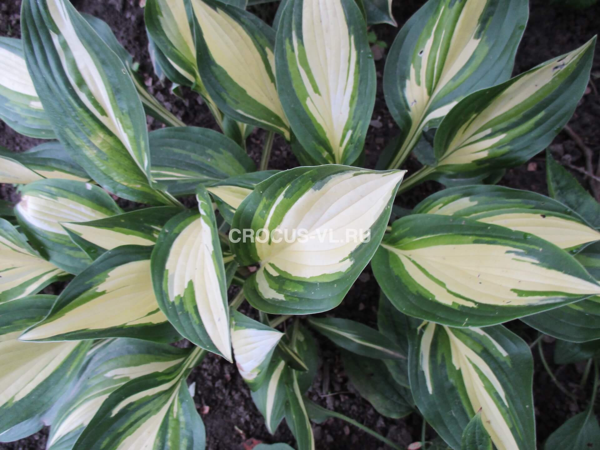 Хоста гибридная «Morning Light» Хоста гибридная «Morning Light»