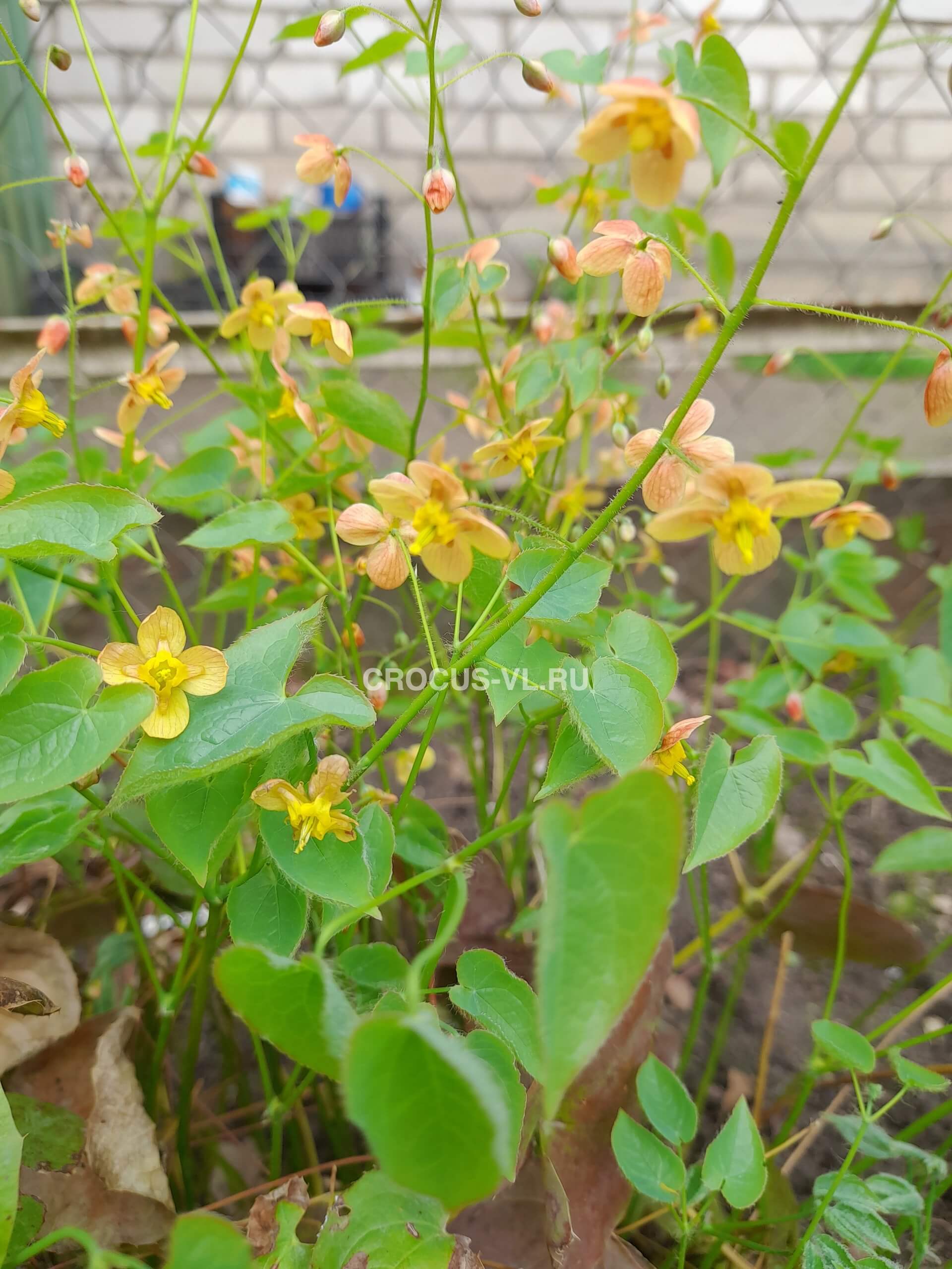 Горянка варлийская «Orange Konigin» Горянка варлийская «Orange Konigin»