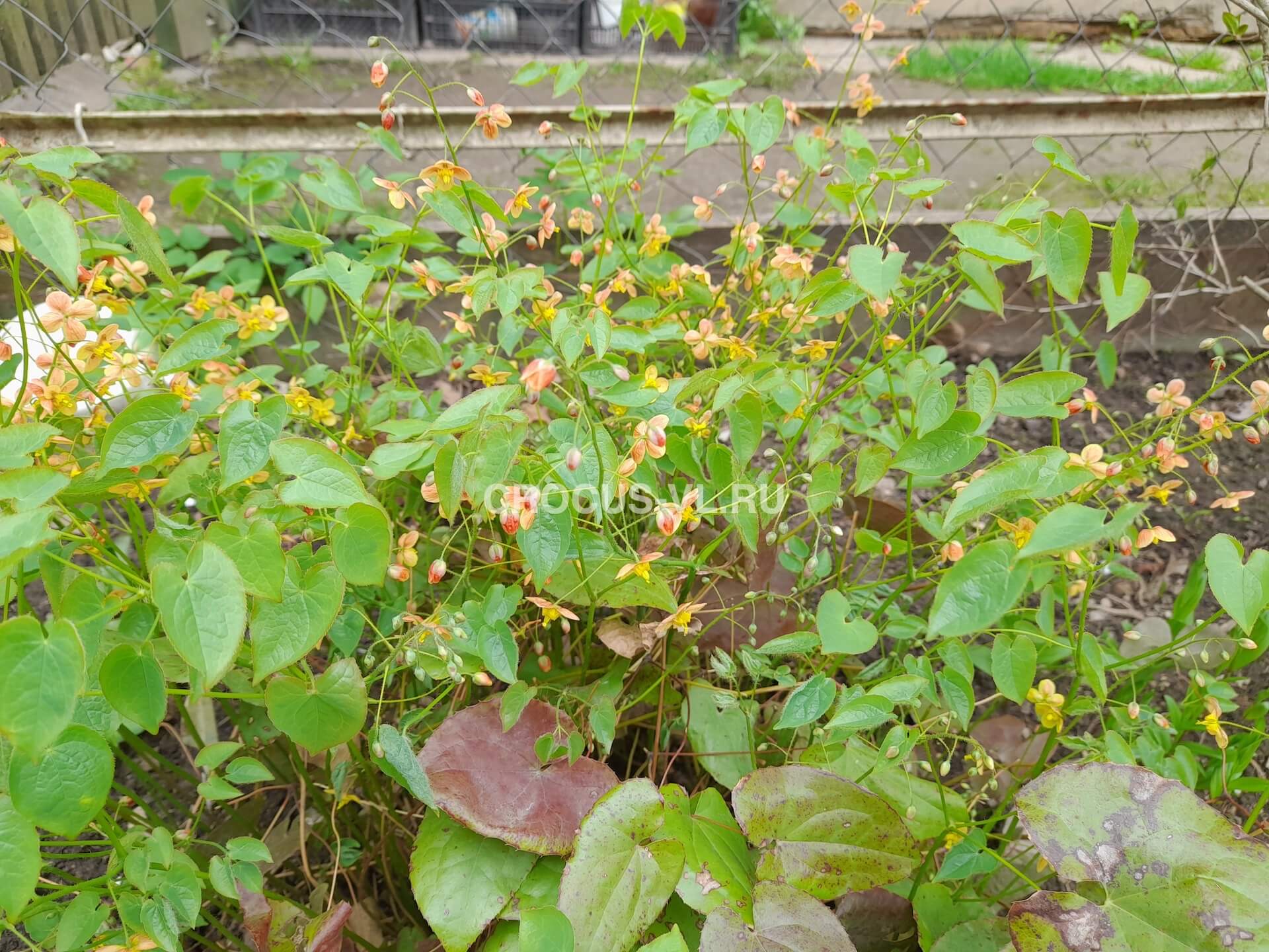 Горянка варлийская «Orange Konigin» Горянка варлийская «Orange Konigin»