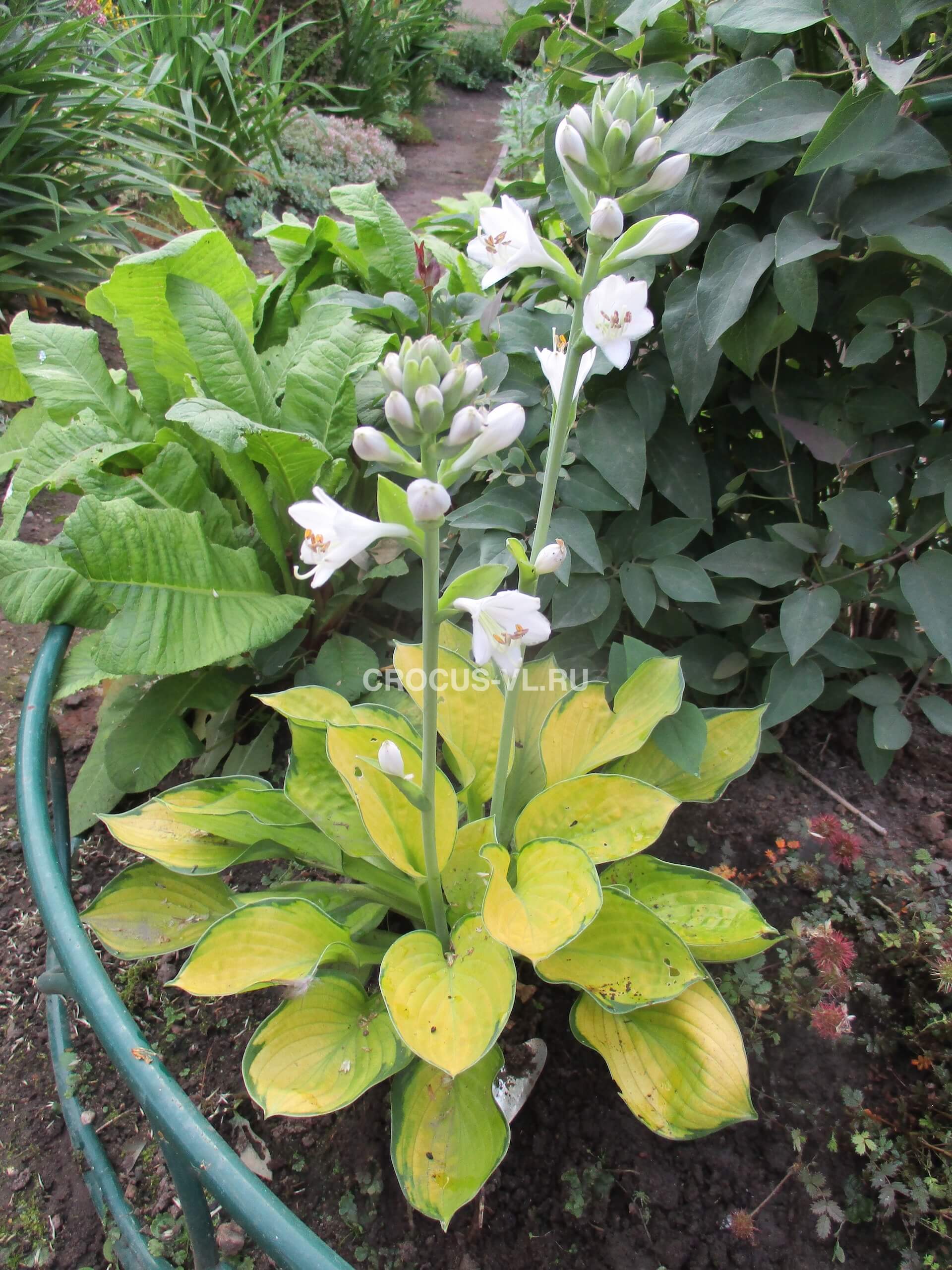 Хоста гибридная «Rainforest Sunrise» Хоста гибридная «Rainforest Sunrise»