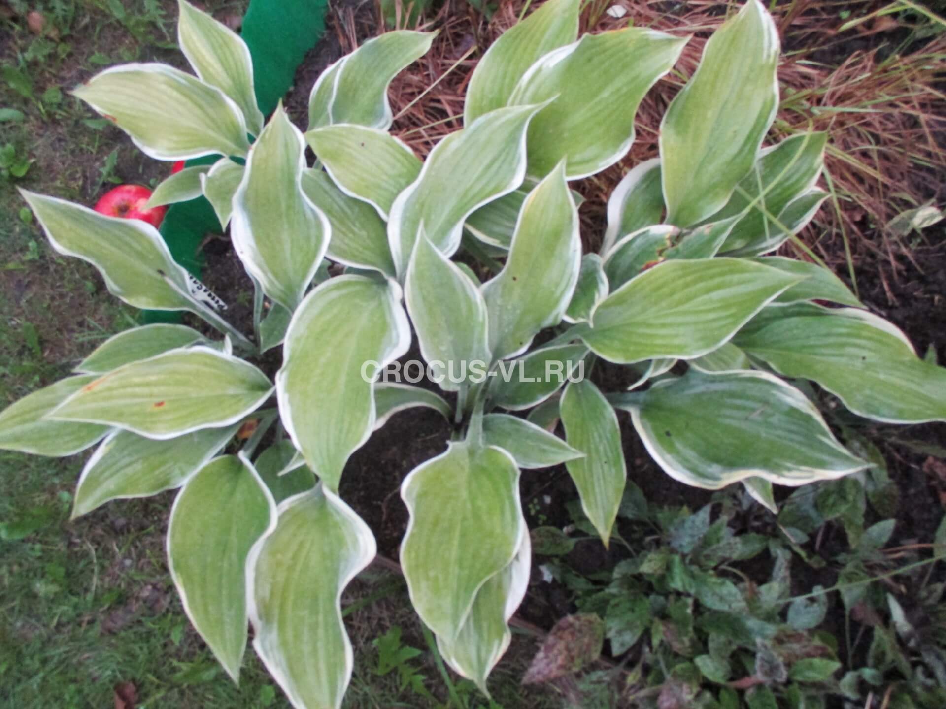 Хоста гибридная «Regal Splendor» Хоста гибридная «Regal Splendor»