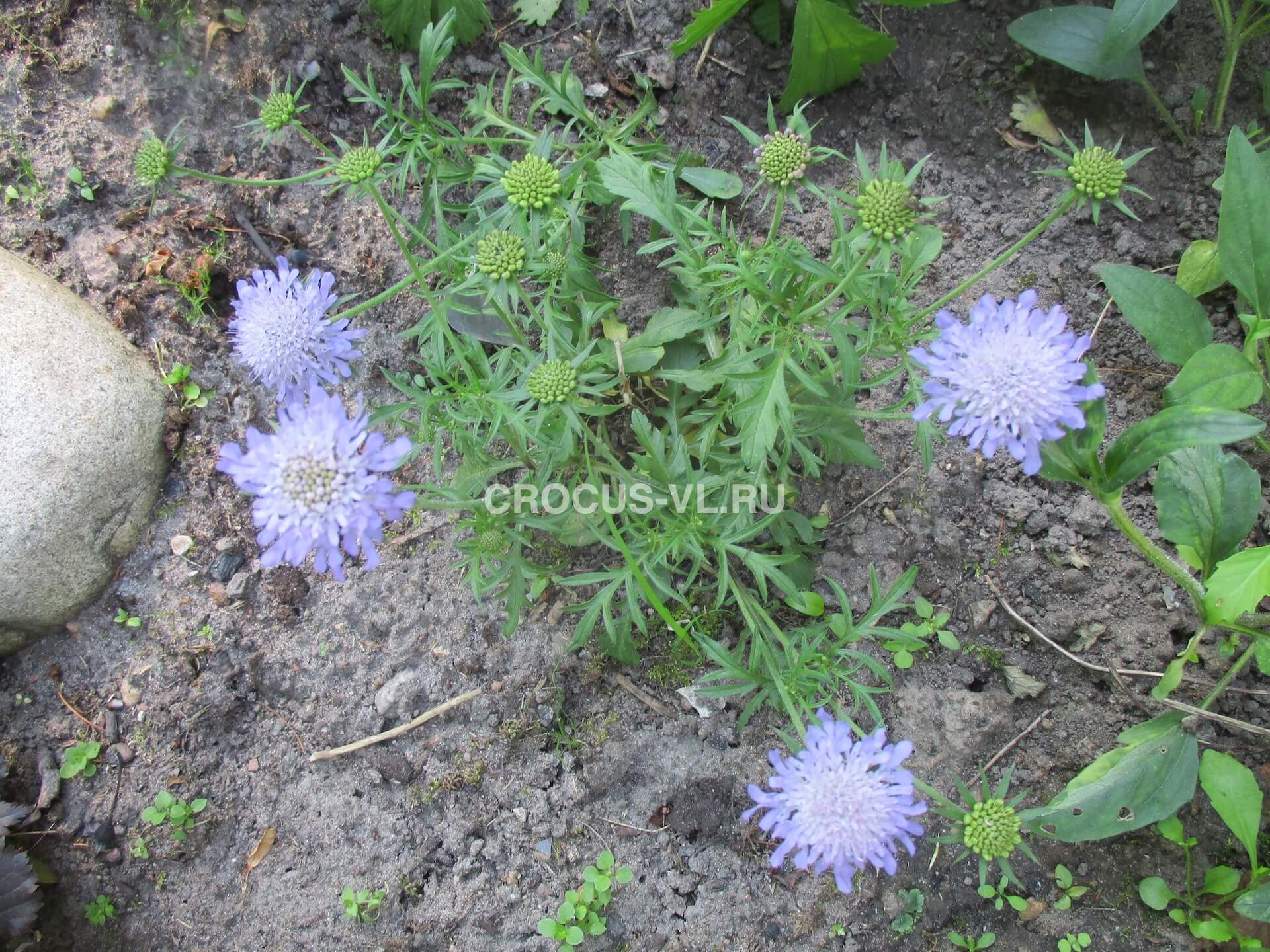 Скабиоза японская «Ritz Blue»