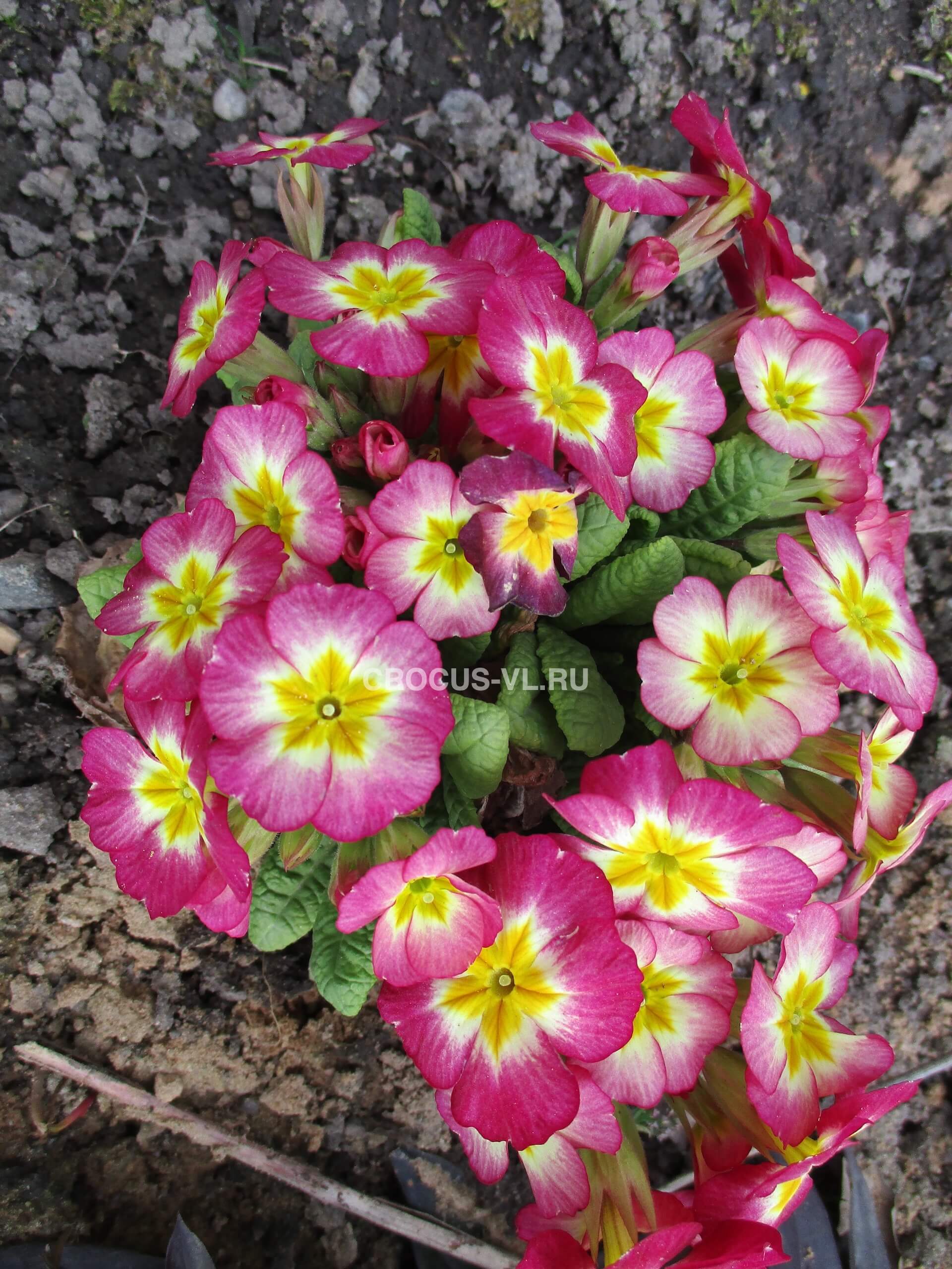 Примула высокая «Розовый Гигант» Примула высокая «Розовый Гигант»