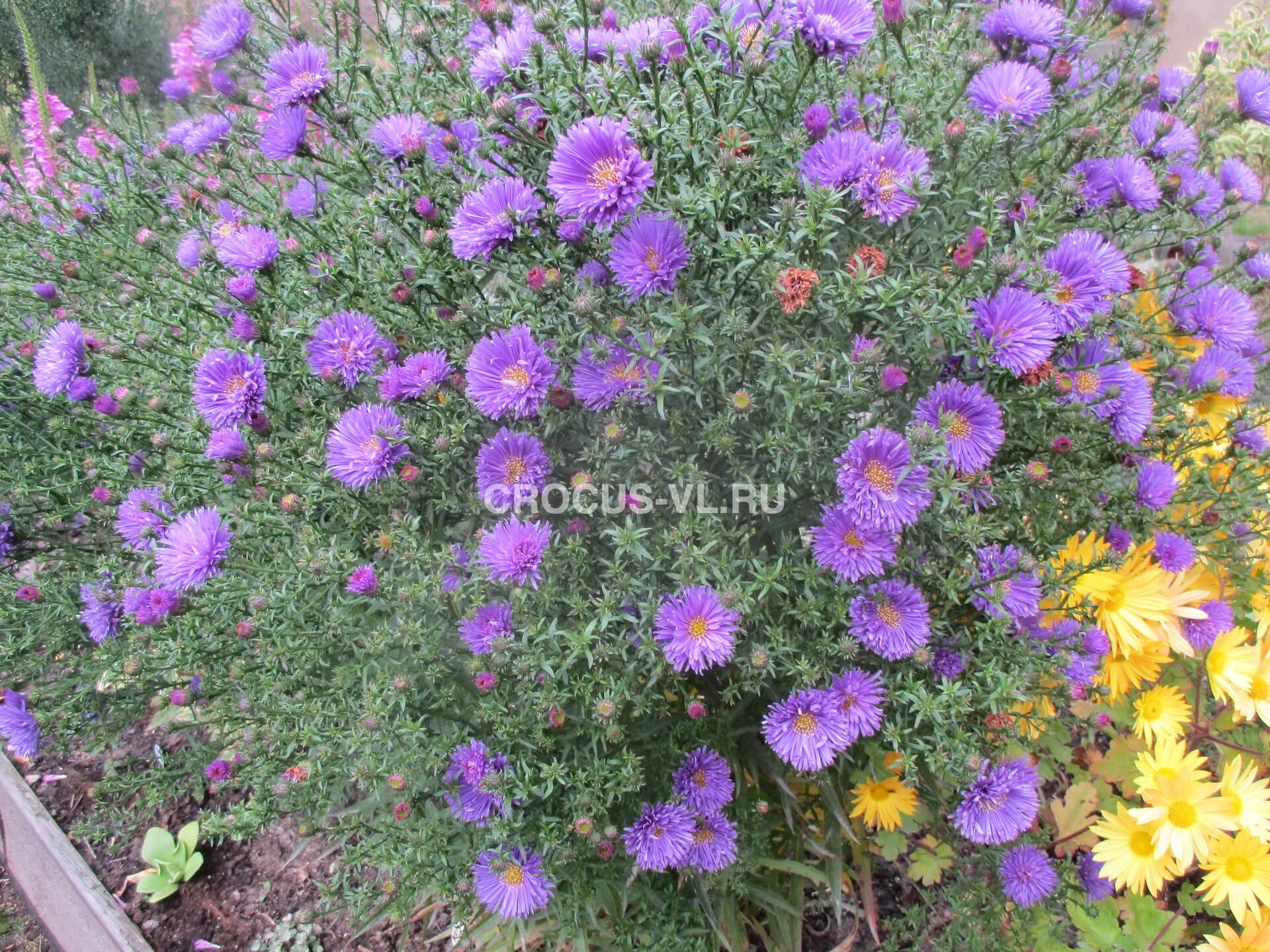 Астра кустарниковая «Sea Marmara Blue» Астра кустарниковая «Sea Marmara Blue»