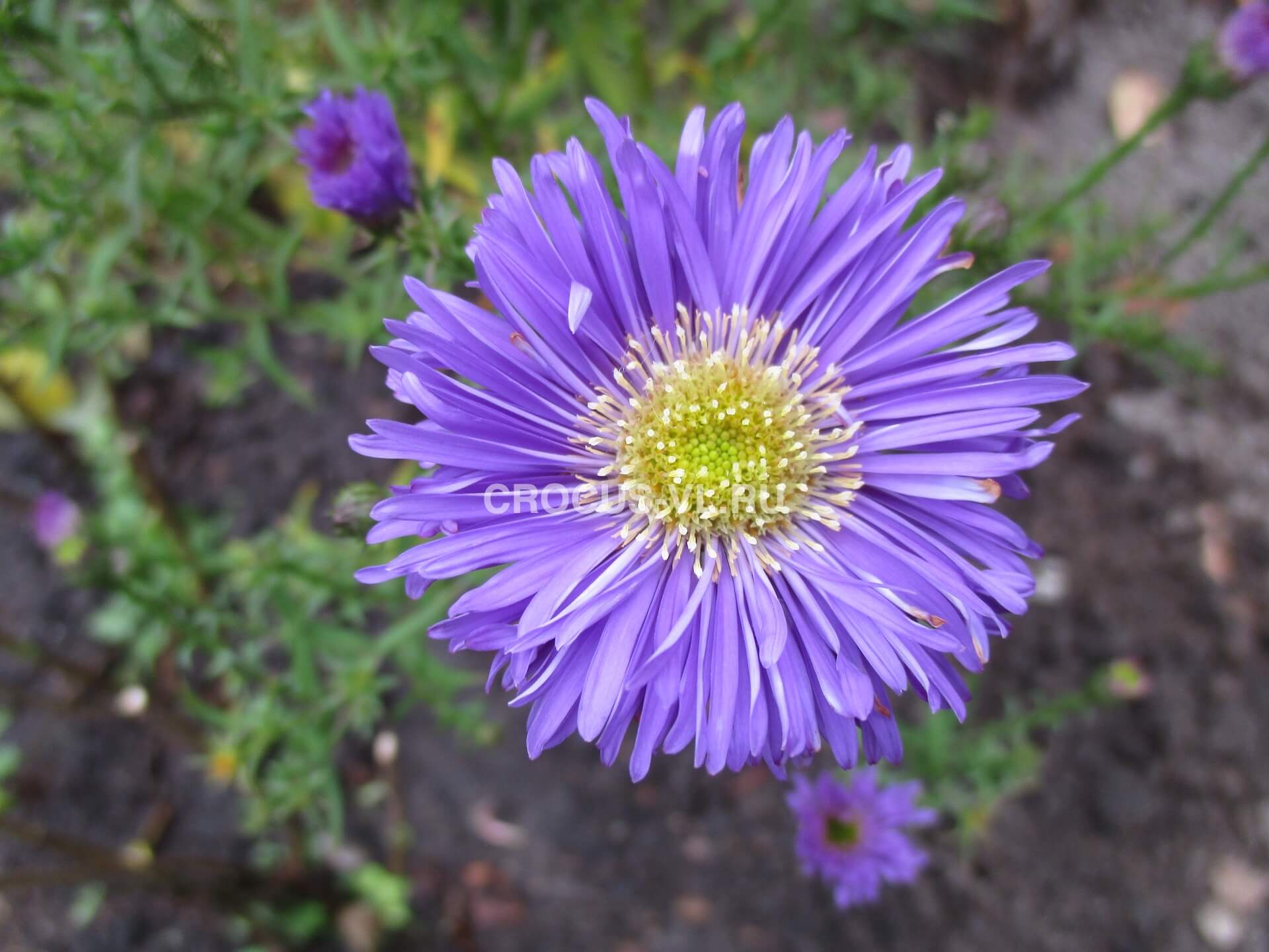 Астра кустарниковая «Sea Marmara Blue» Астра кустарниковая «Sea Marmara Blue»