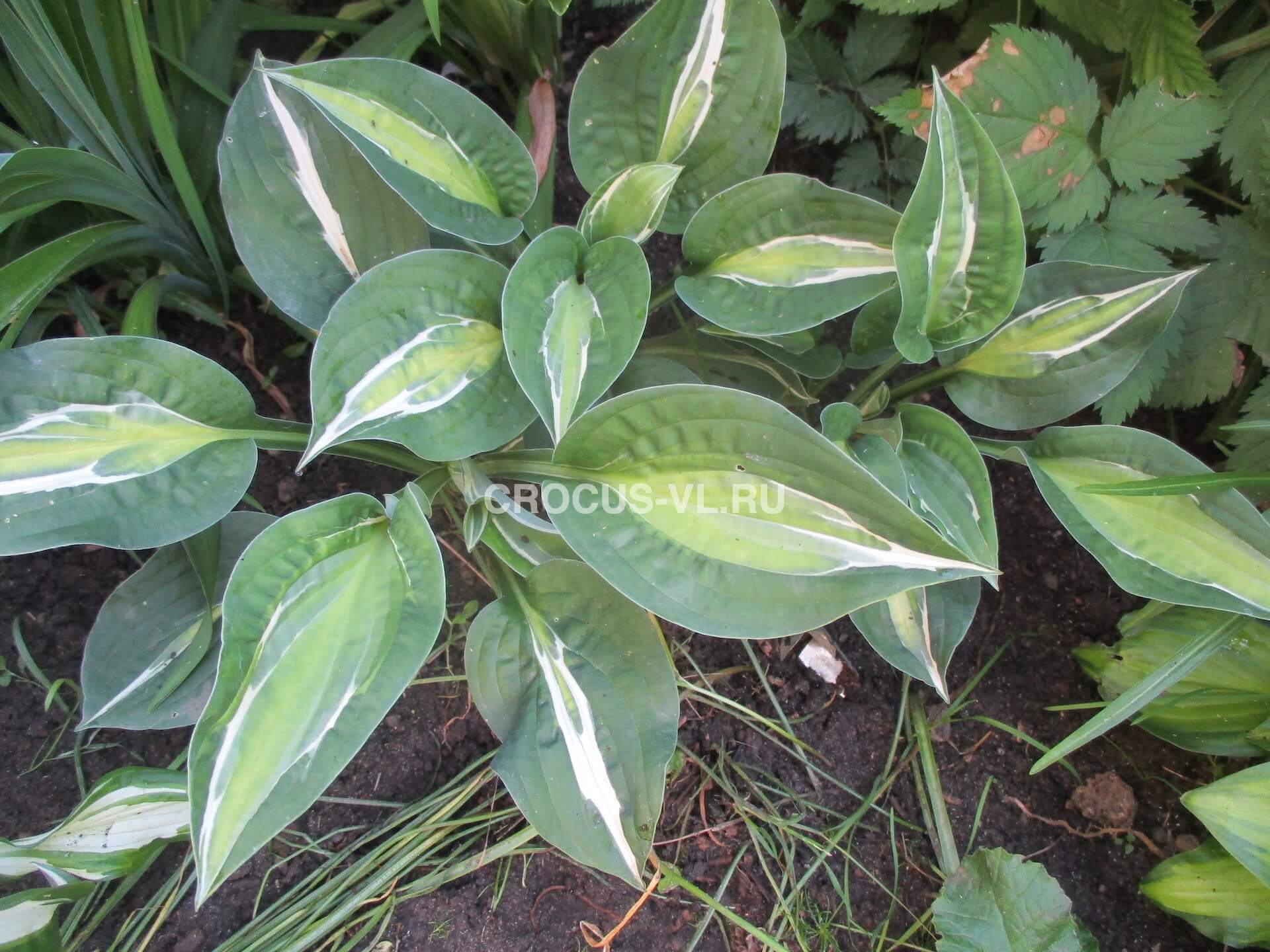 Хоста гибридная «Snake Eyes» Хоста гибридная «Snake Eyes»