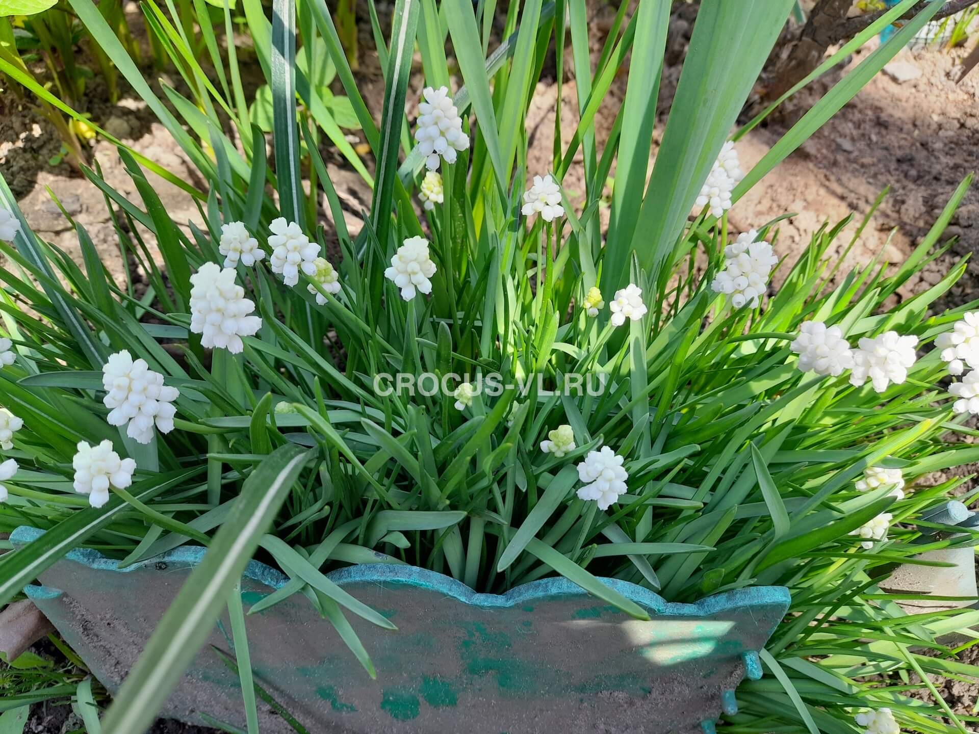 Мускари «White Magic» Мускари «White Magic»