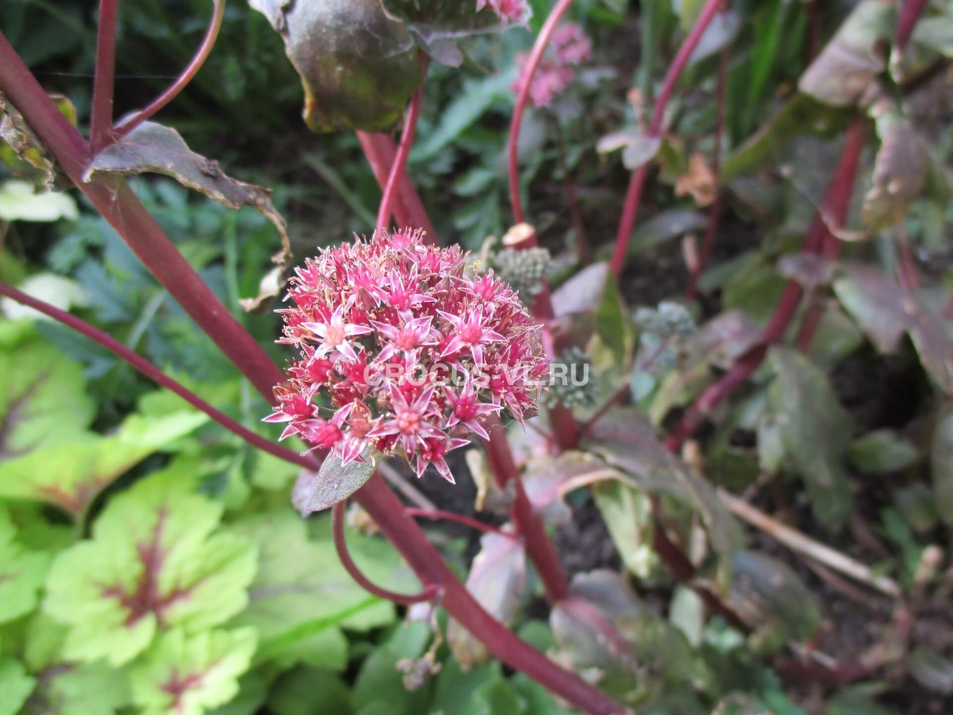 Седум «Xenox»