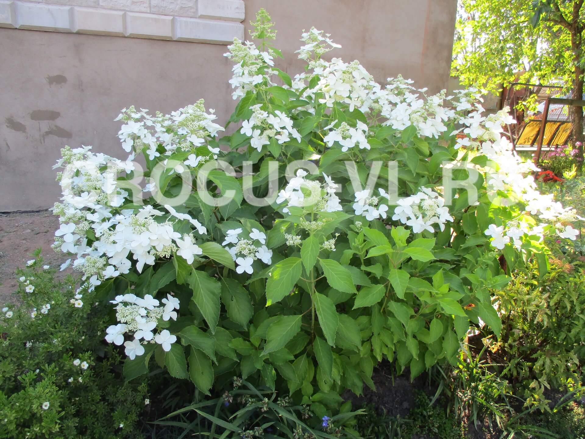 Гортензия метельчатая «Levana» Гортензия метельчатая «Levana»