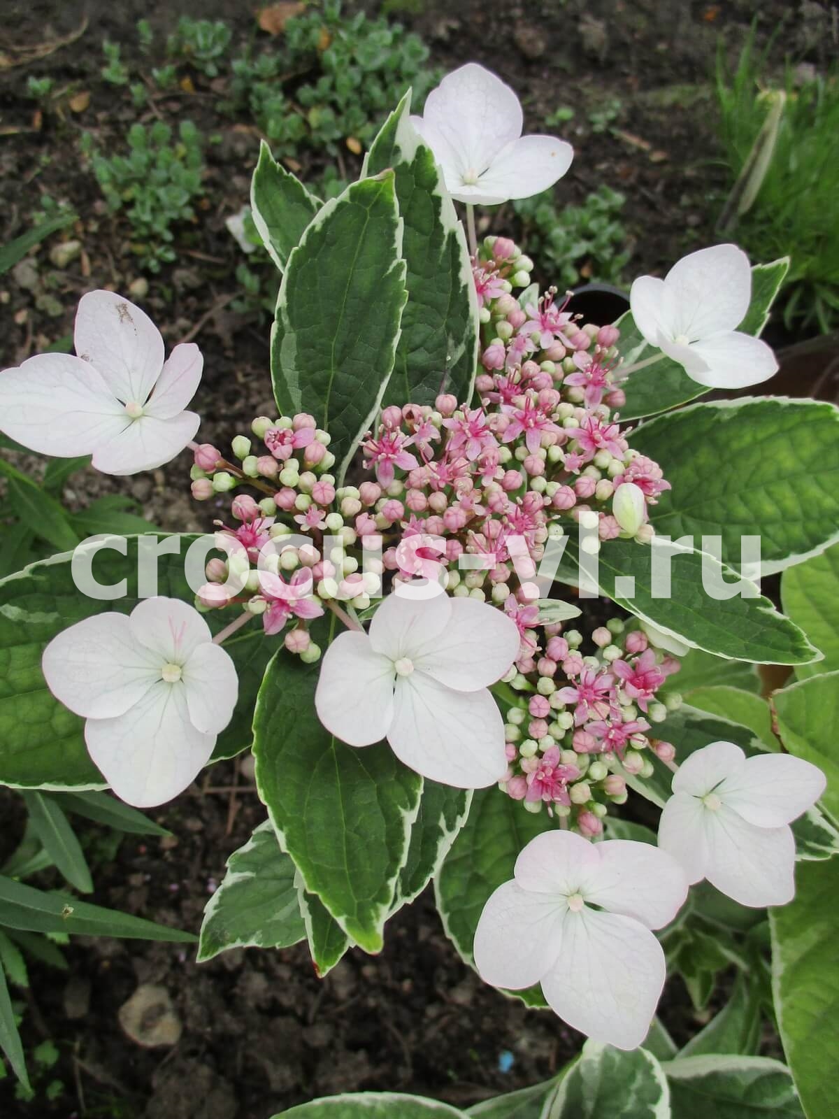 Гортензия крупнолистная «Variegata»