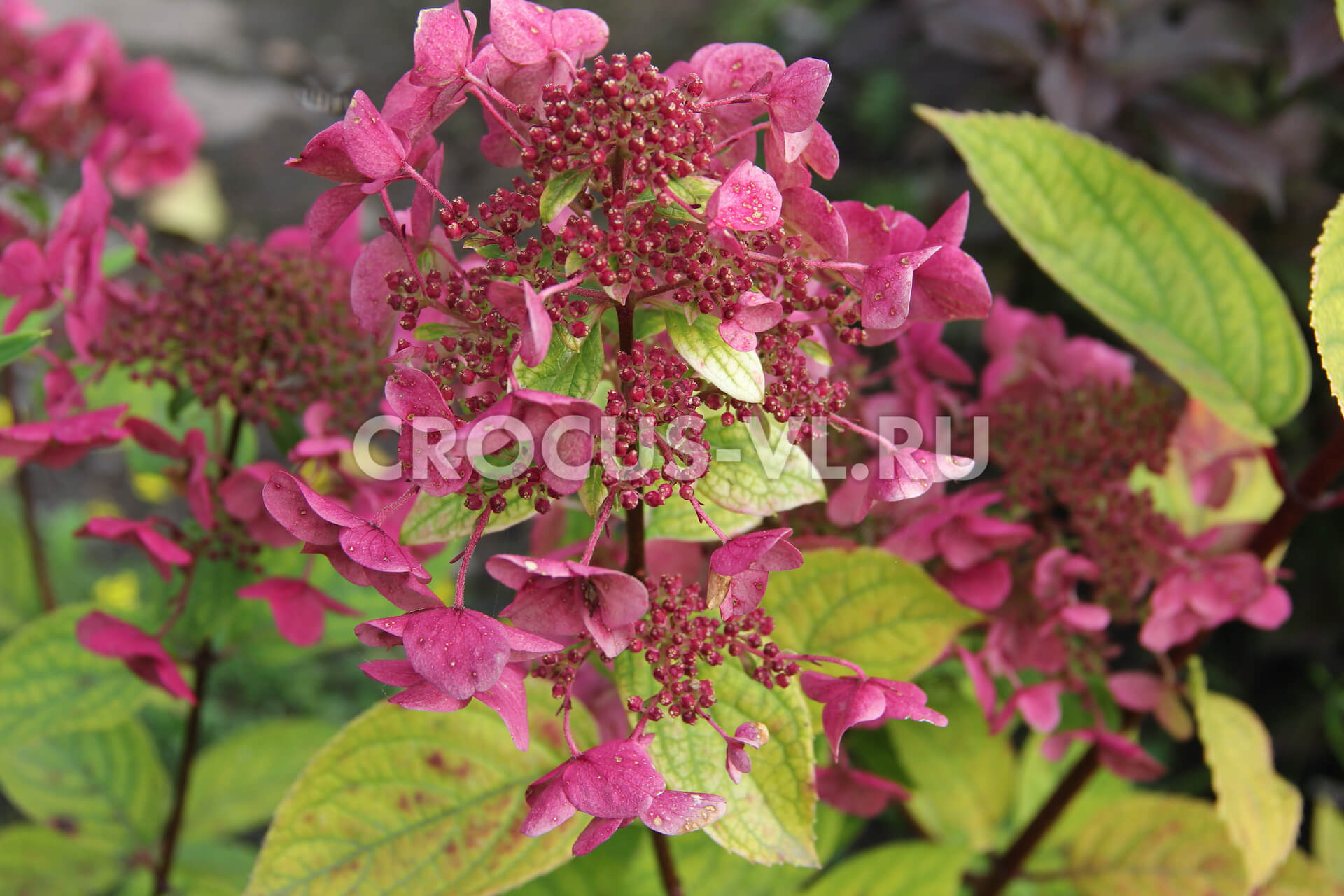 Гортензия метельчатая «Wim's Red» Гортензия метельчатая «Wim's Red»