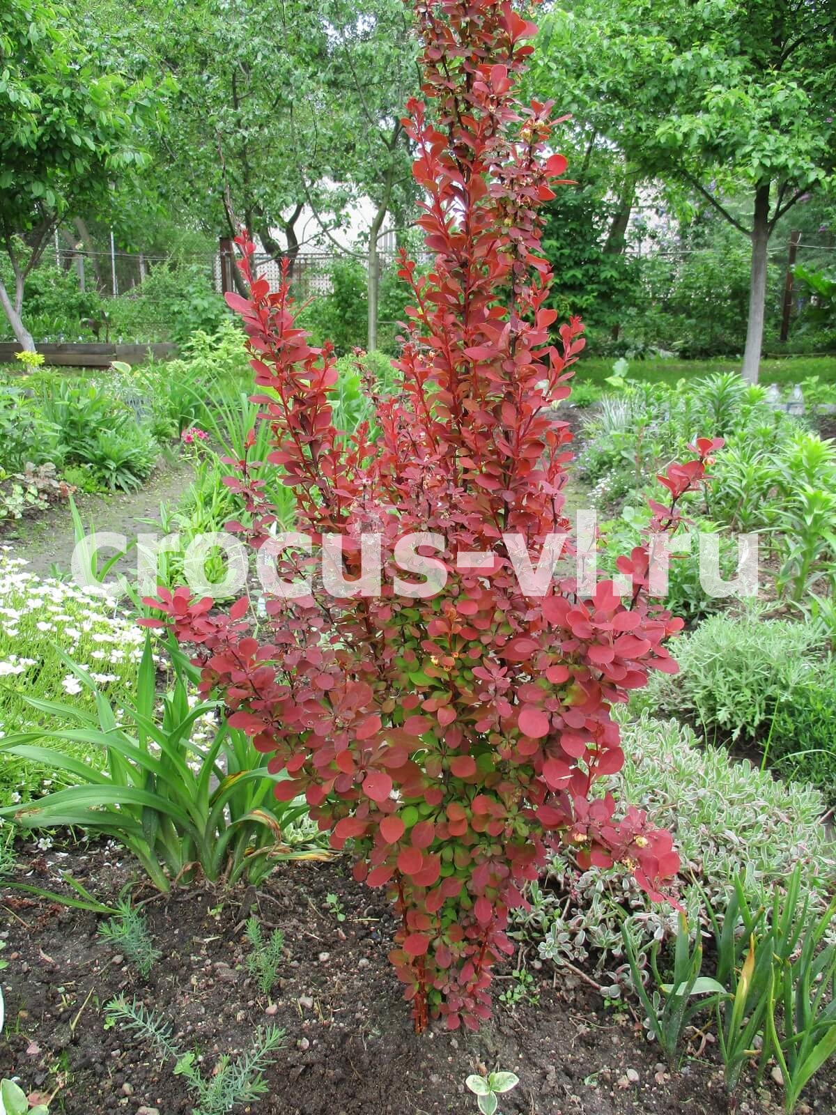 Барбарис Тунберга «Orange Rocket»