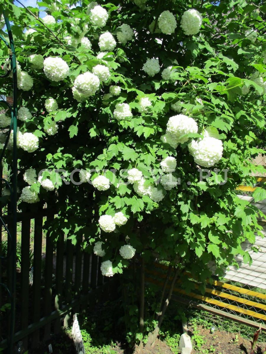 Калина стерильная «Boule de Neige»