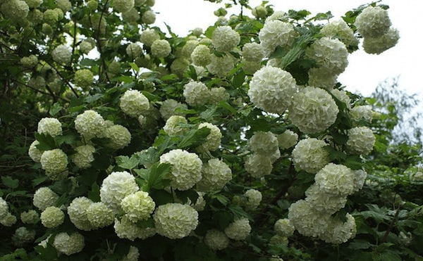 Калина стерильная «Boule de Neige»