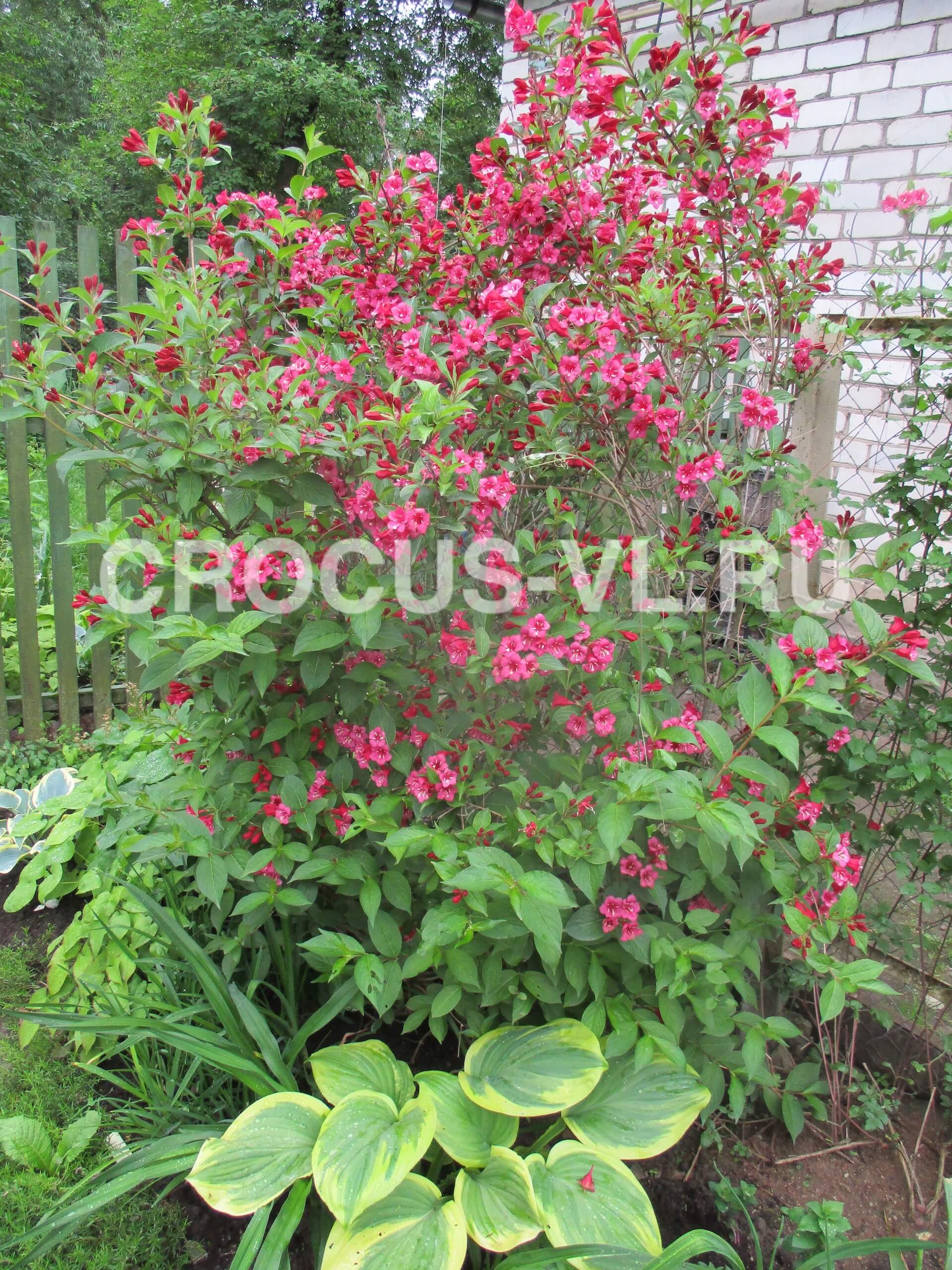 Вейгела цветущая «Red Prince» Вейгела цветущая «Red Prince»