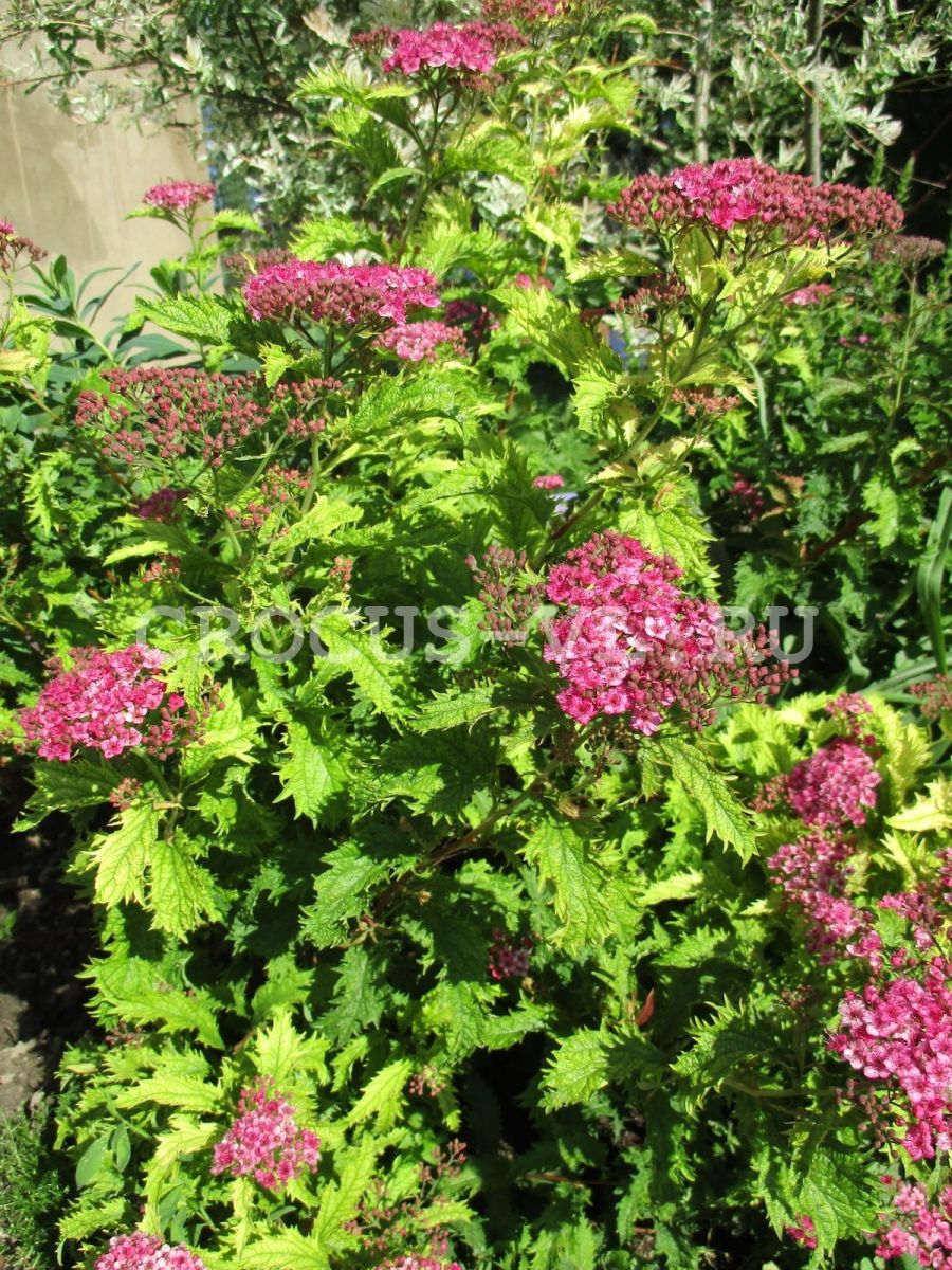 Спирея японская «Crispa»