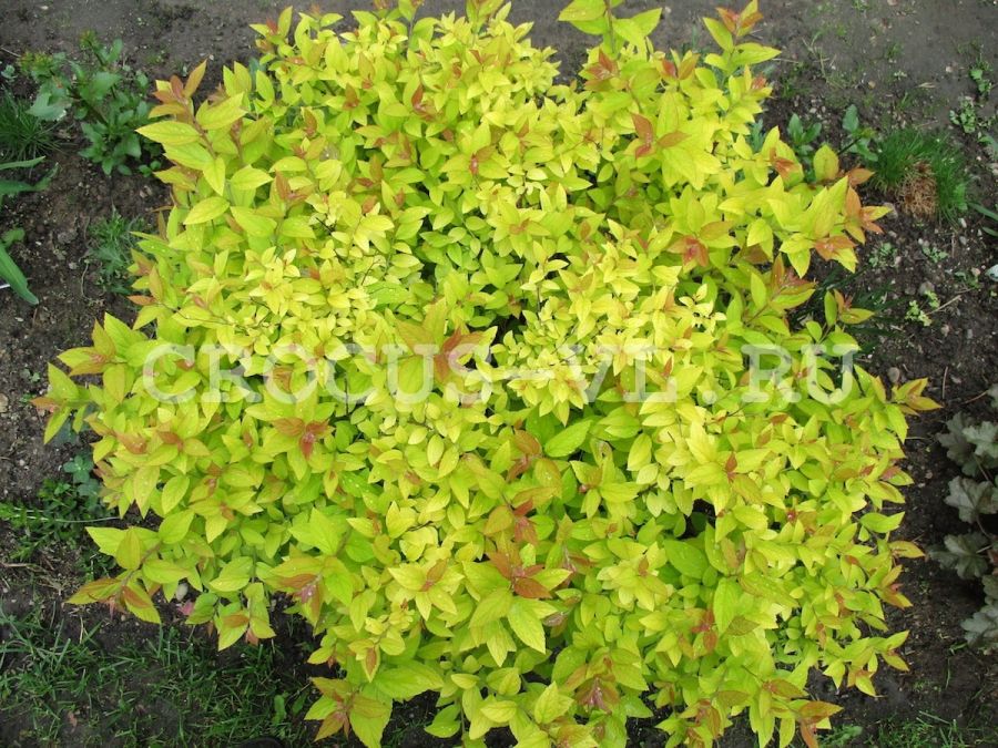 Спирея японская «Goldflame»
